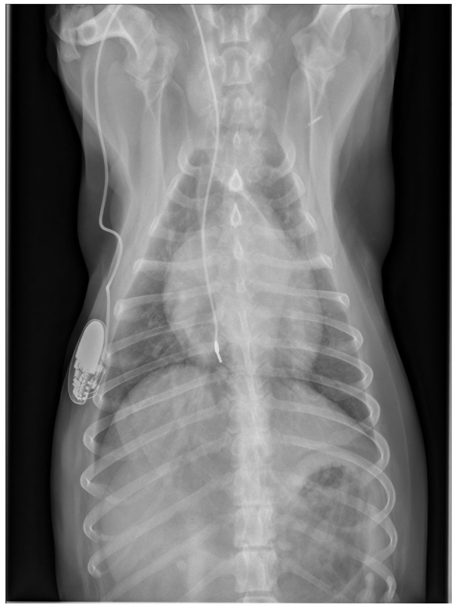 Vetsci 11 00237 g002b