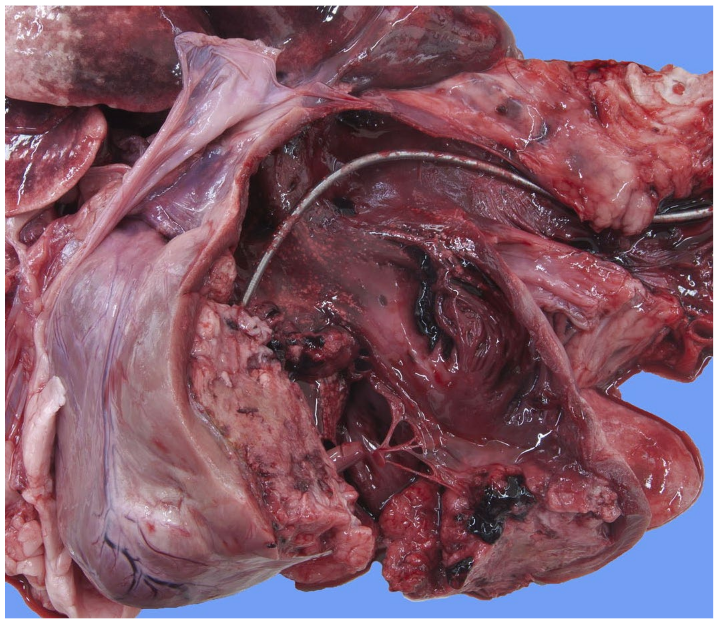 Vetsci 11 00237 g007