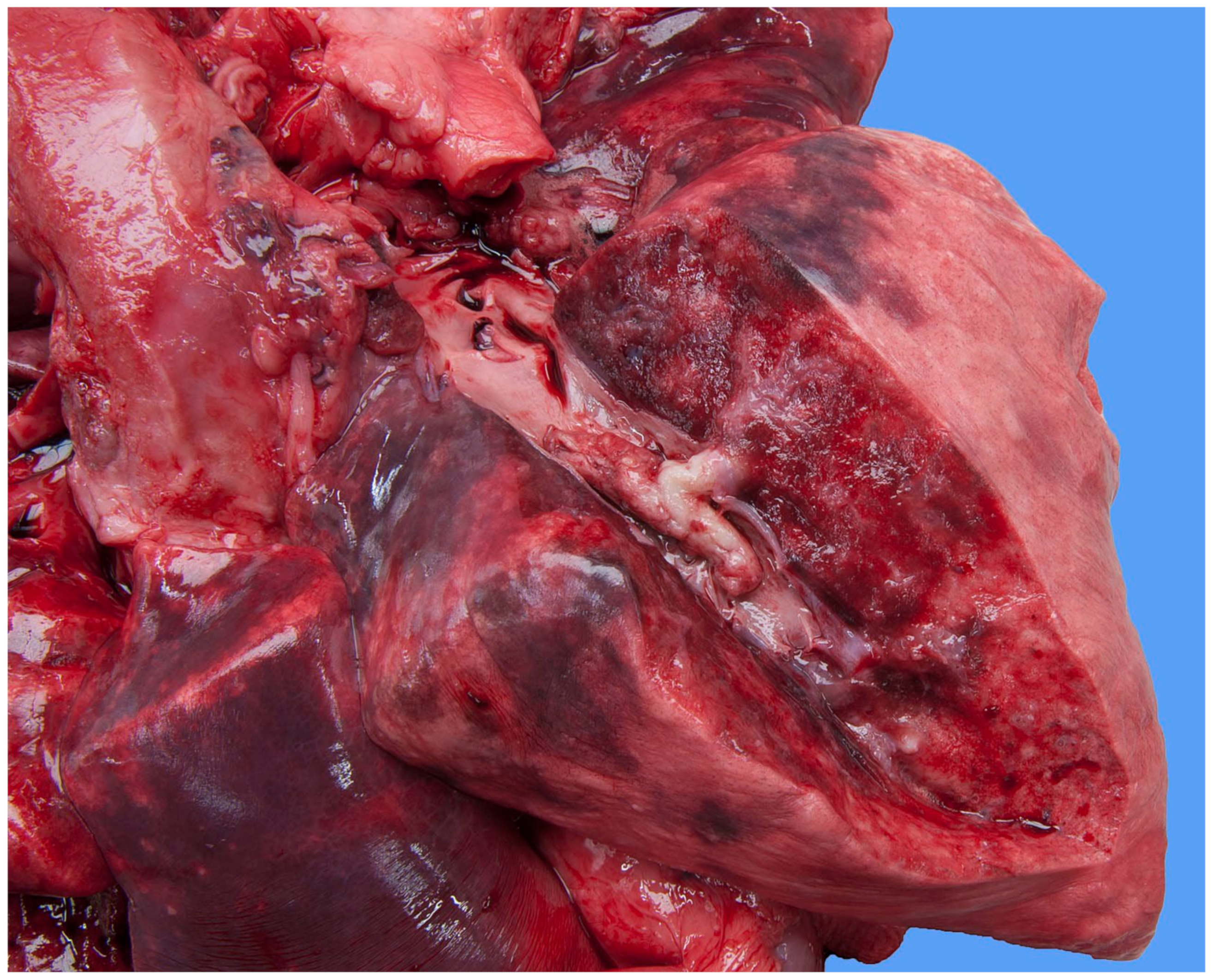 Vetsci 11 00237 g008