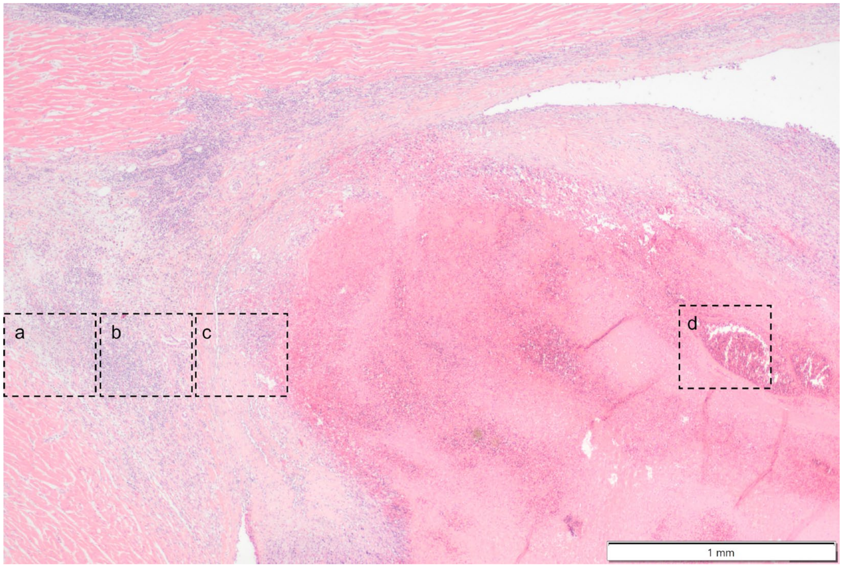 Vetsci 11 00237 g009
