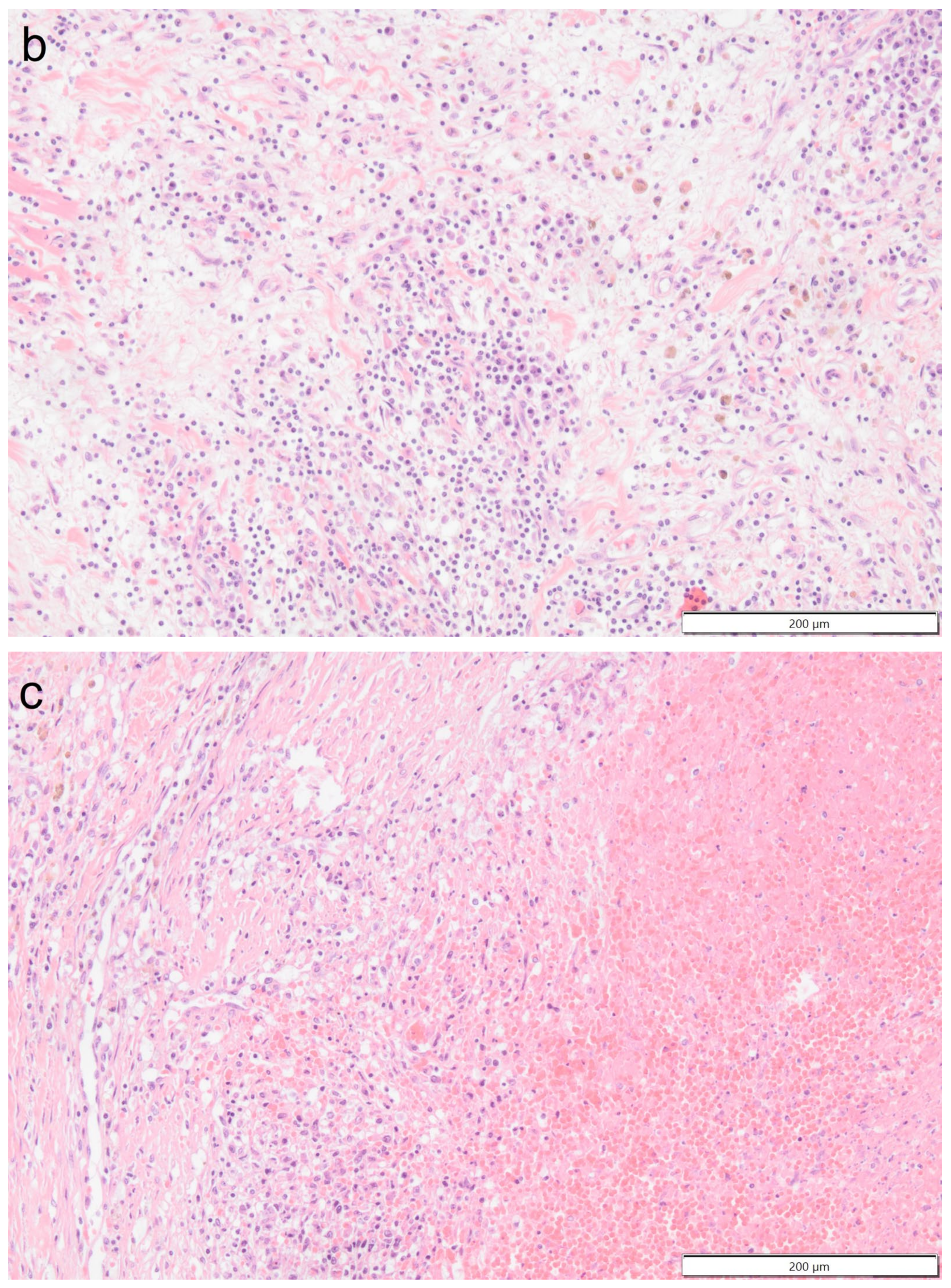 Vetsci 11 00237 g010b