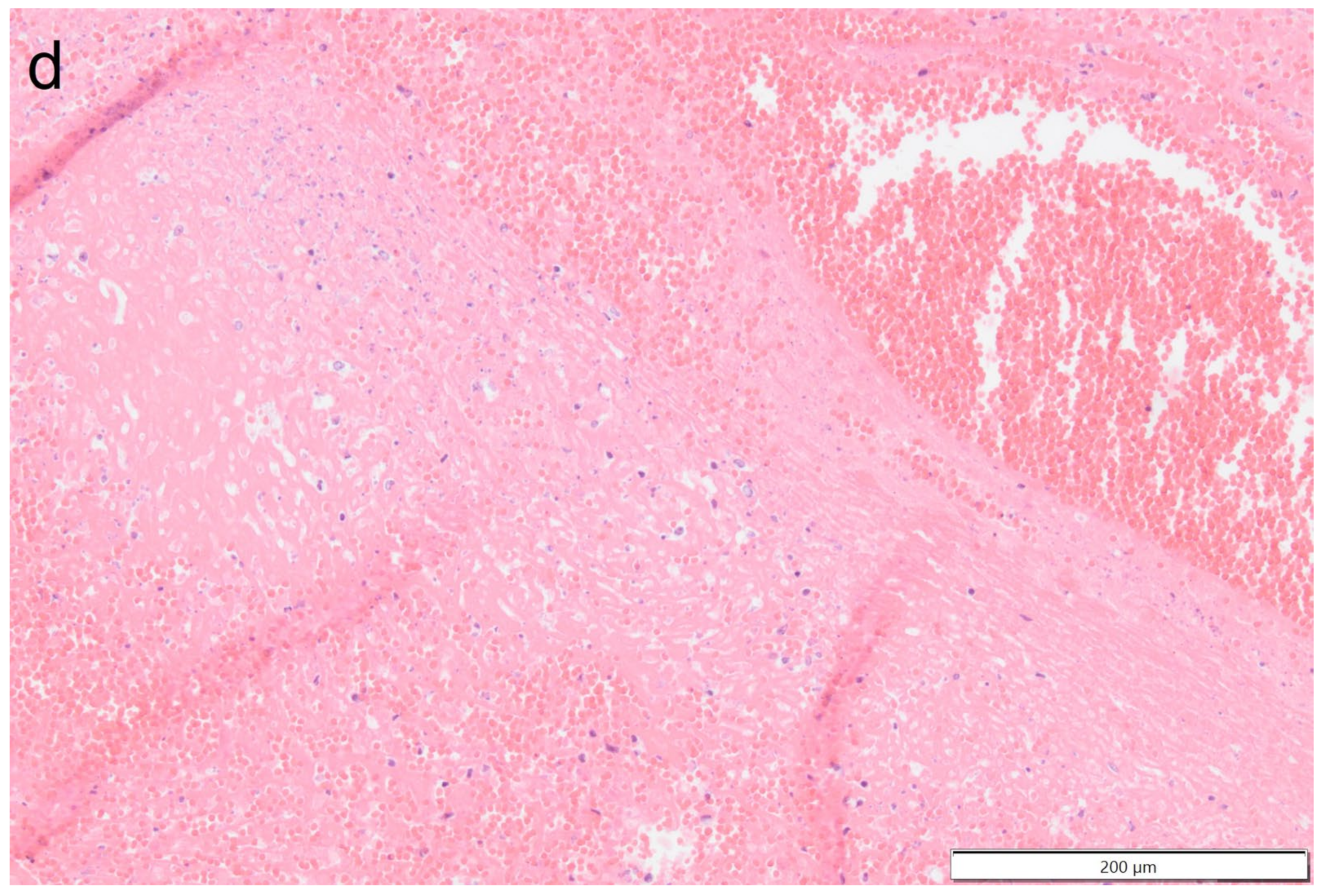 Vetsci 11 00237 g010c