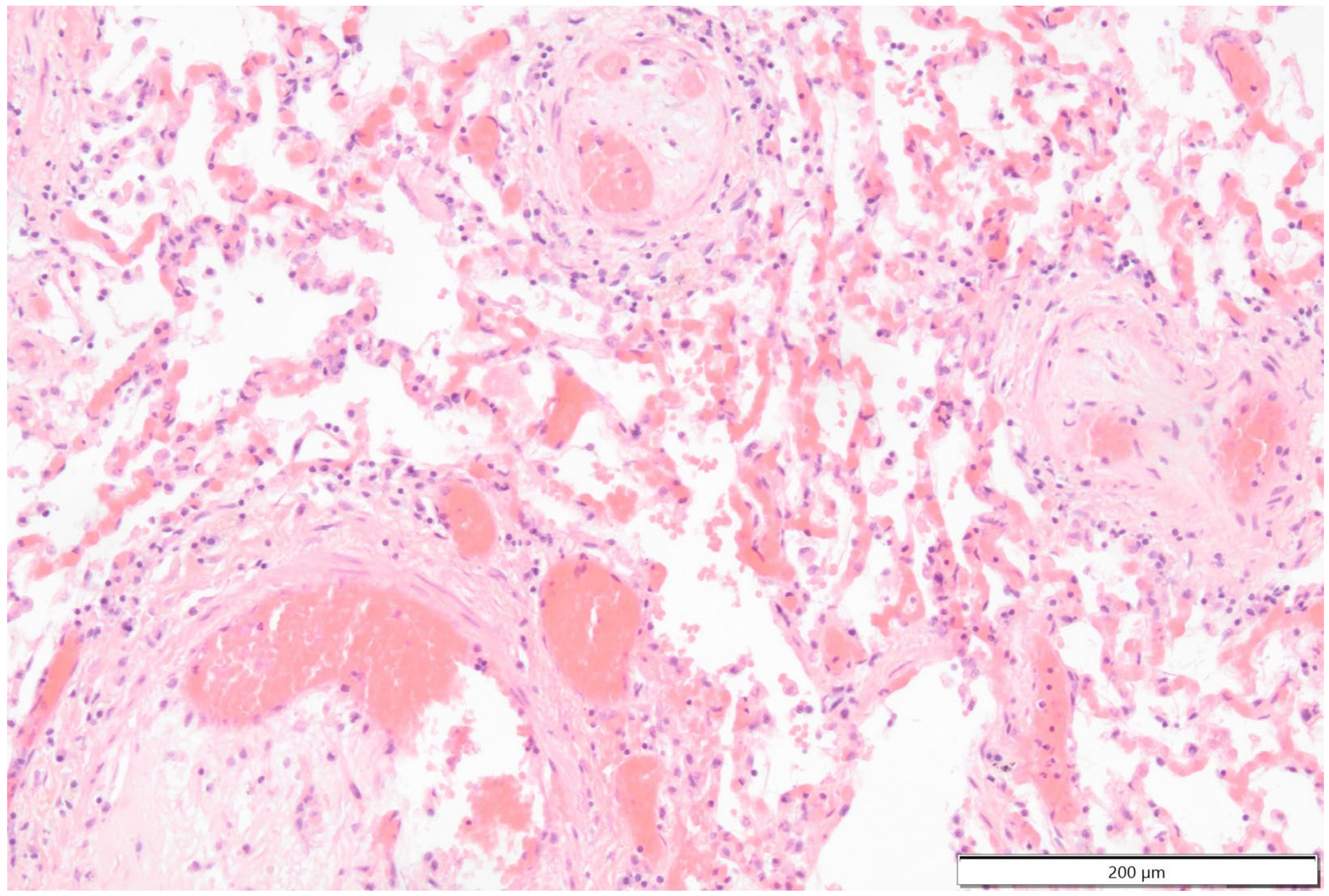 Vetsci 11 00237 g012