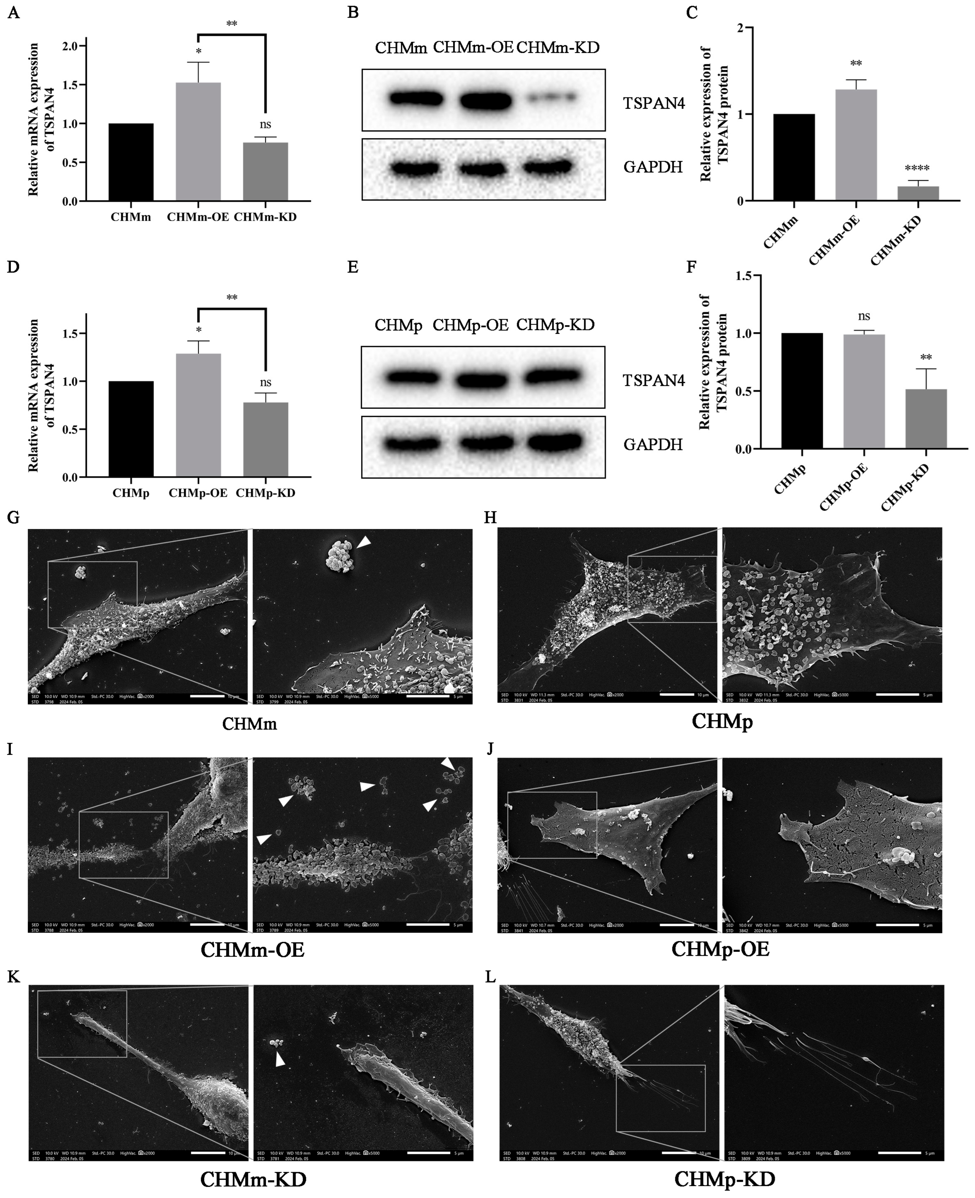 Vetsci 11 00238 g010