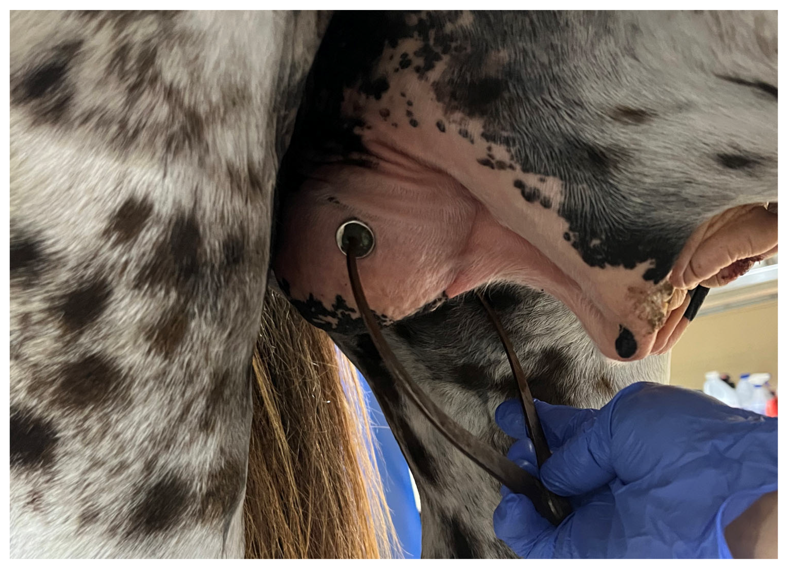 Vetsci 11 00243 g001 Vetsci 11 00243 g001