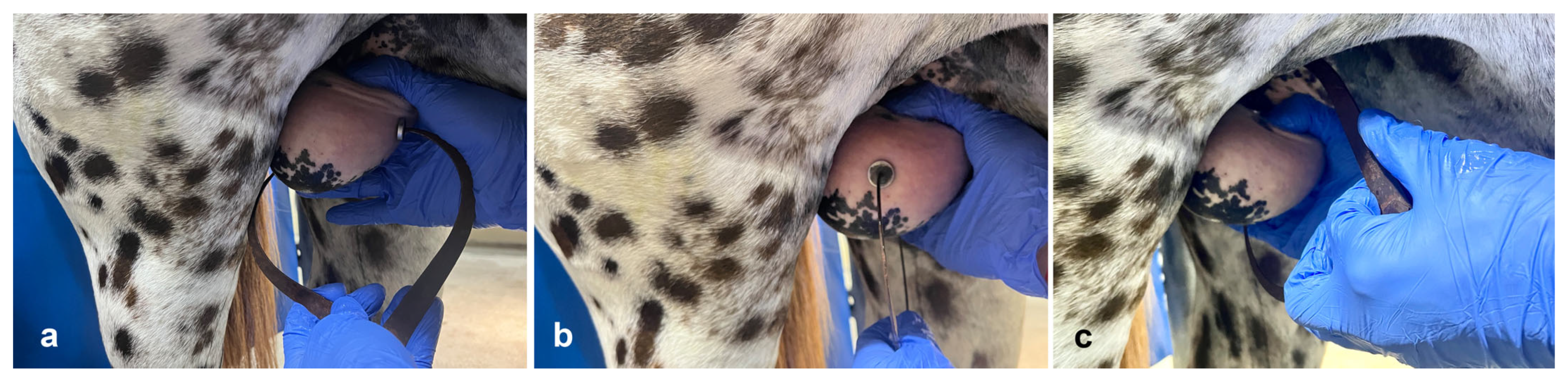 Vetsci 11 00243 g002 Vetsci 11 00243 g002