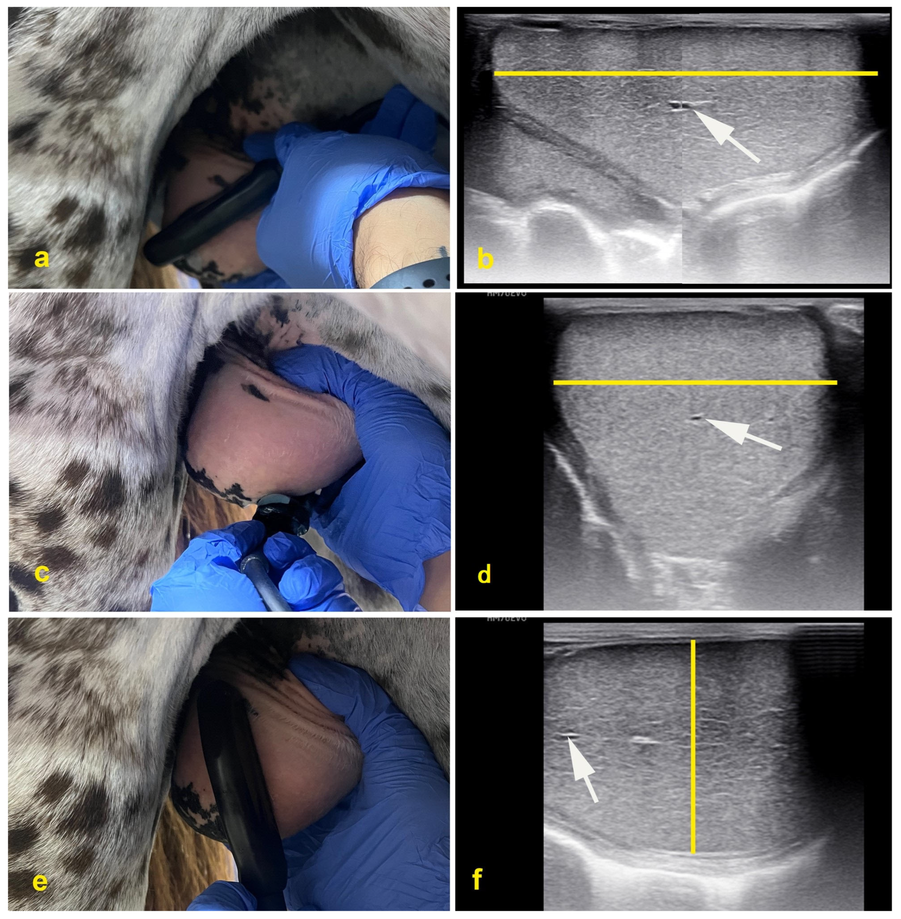 Vetsci 11 00243 g003 Vetsci 11 00243 g003