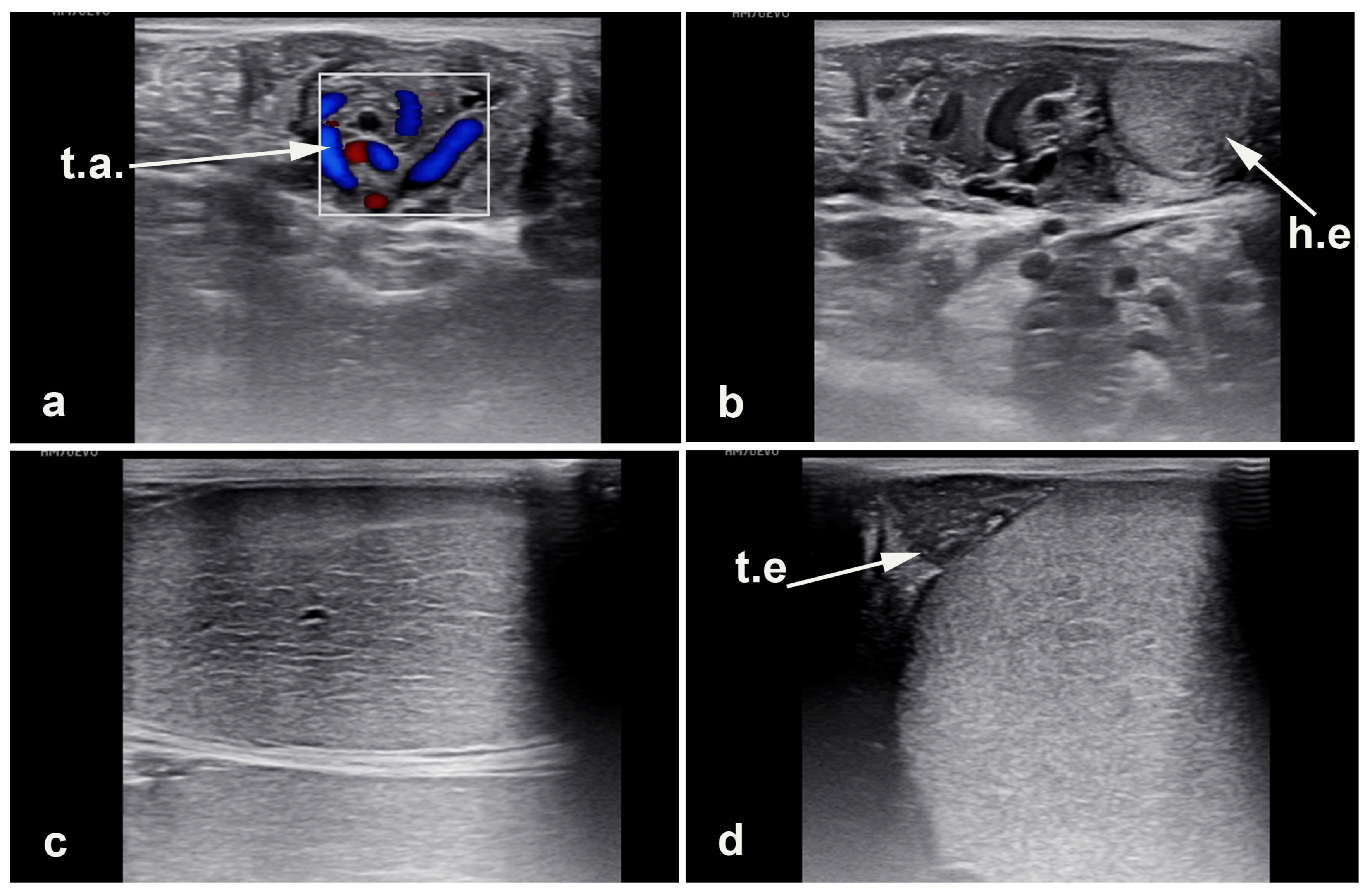 Vetsci 11 00243 g004 Vetsci 11 00243 g004