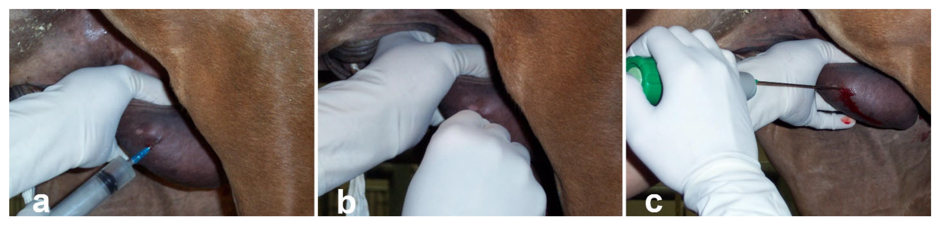 Vetsci 11 00243 g005 Vetsci 11 00243 g005