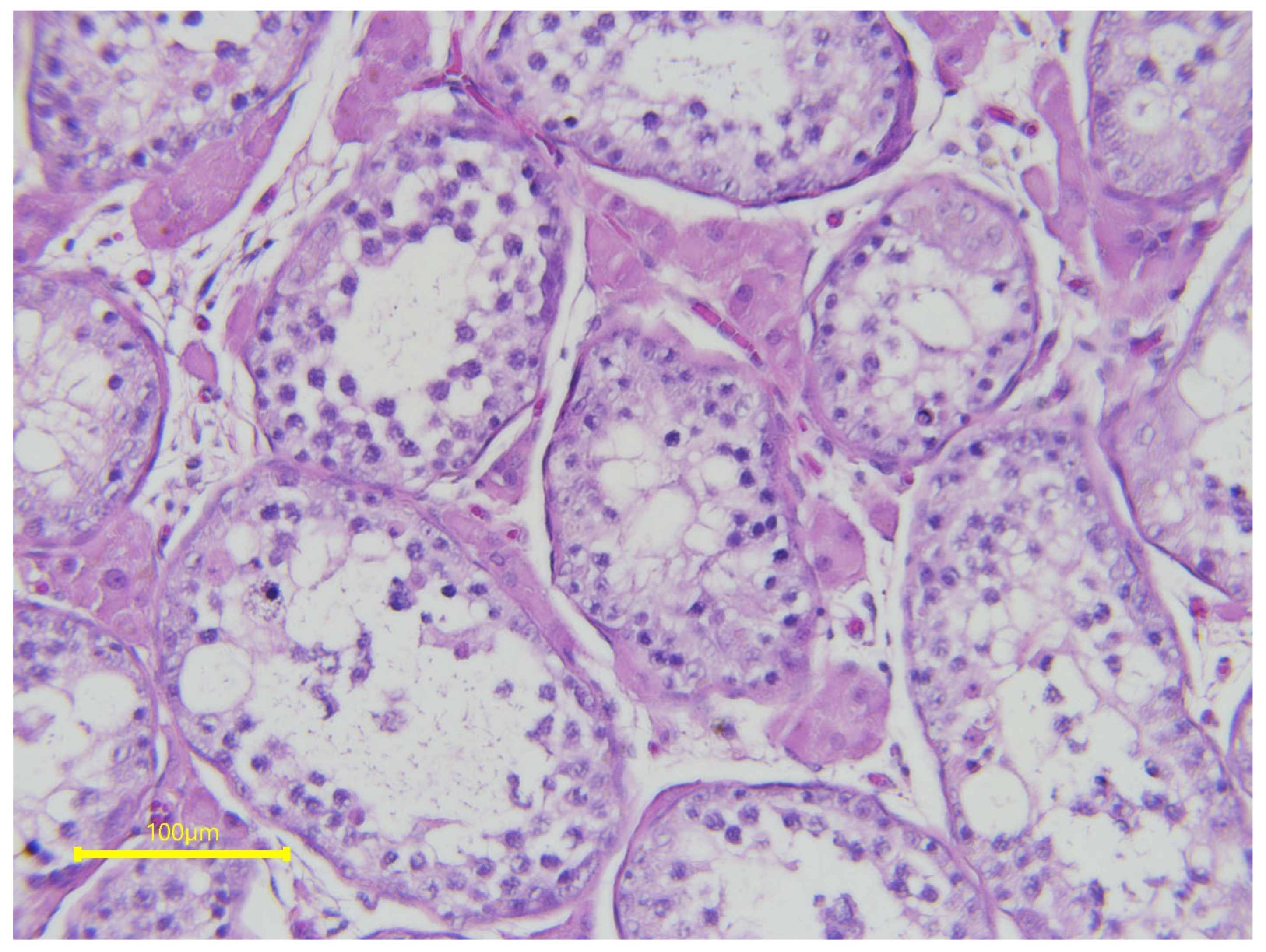 Vetsci 11 00243 g006 Vetsci 11 00243 g006