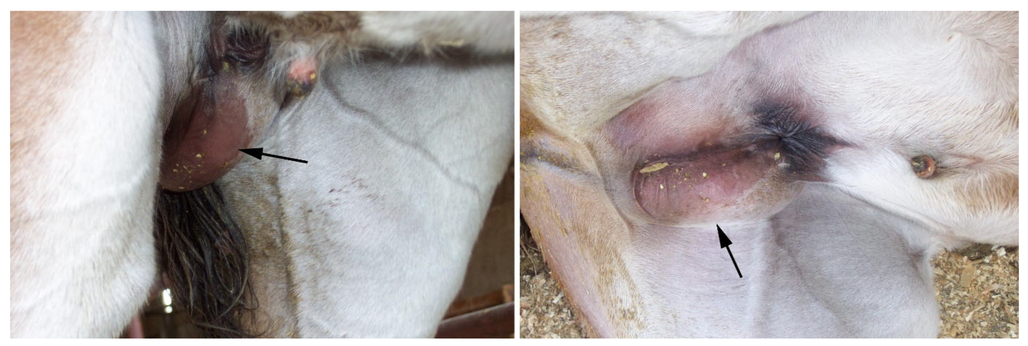 Vetsci 11 00243 g007 Vetsci 11 00243 g007