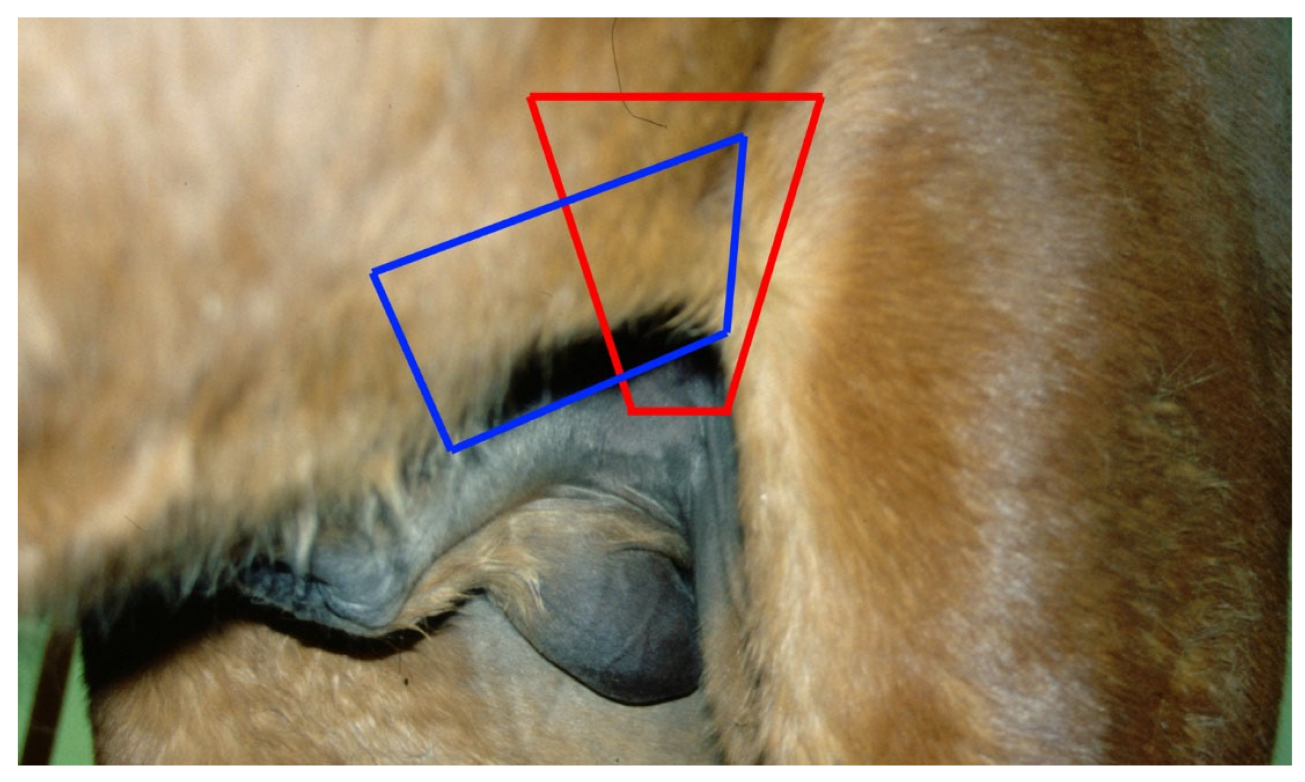 Vetsci 11 00243 g009 Vetsci 11 00243 g009