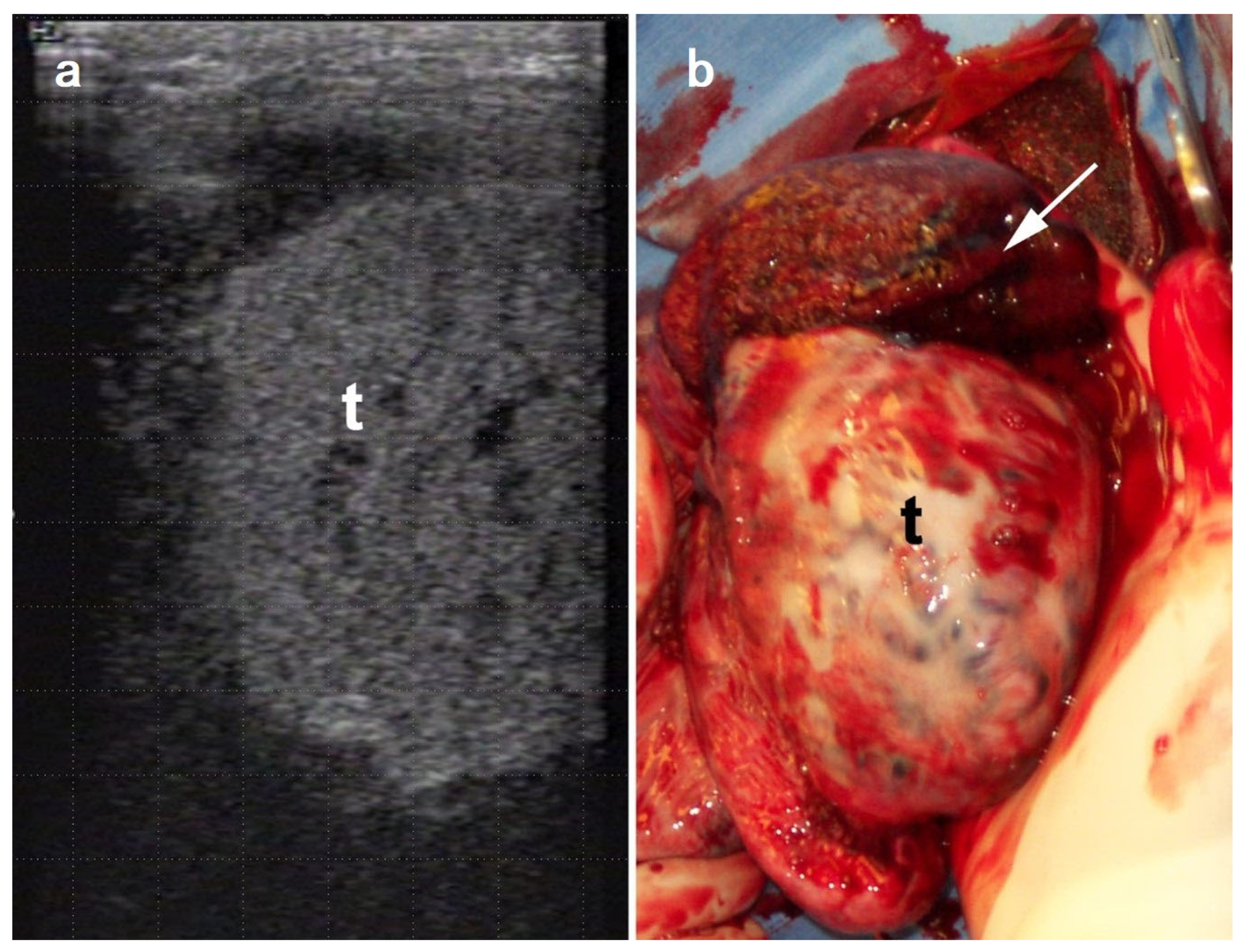 Vetsci 11 00243 g015 Vetsci 11 00243 g015