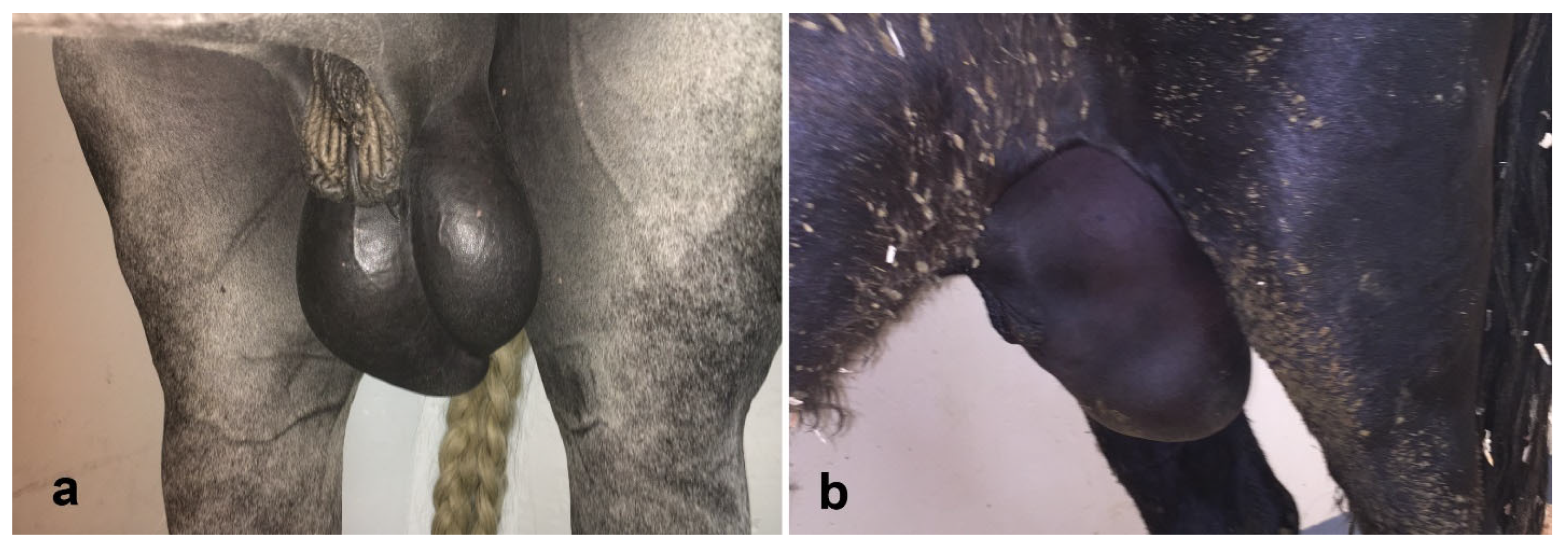 Vetsci 11 00243 g016 Vetsci 11 00243 g016