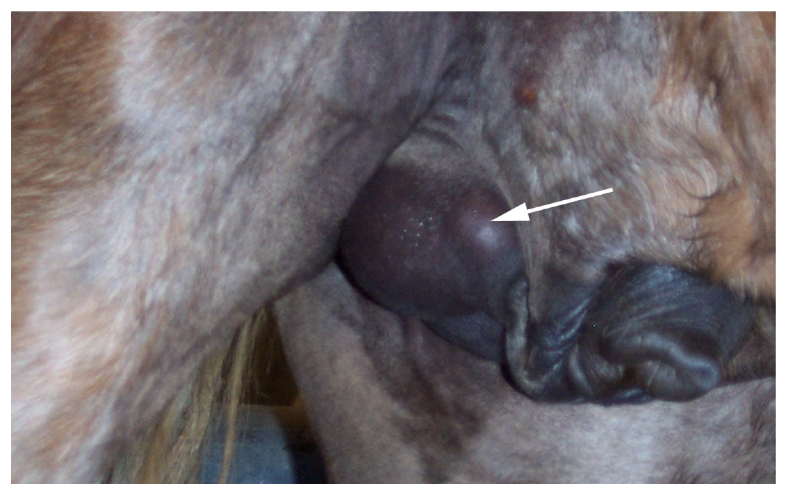 Vetsci 11 00243 g018 Vetsci 11 00243 g018