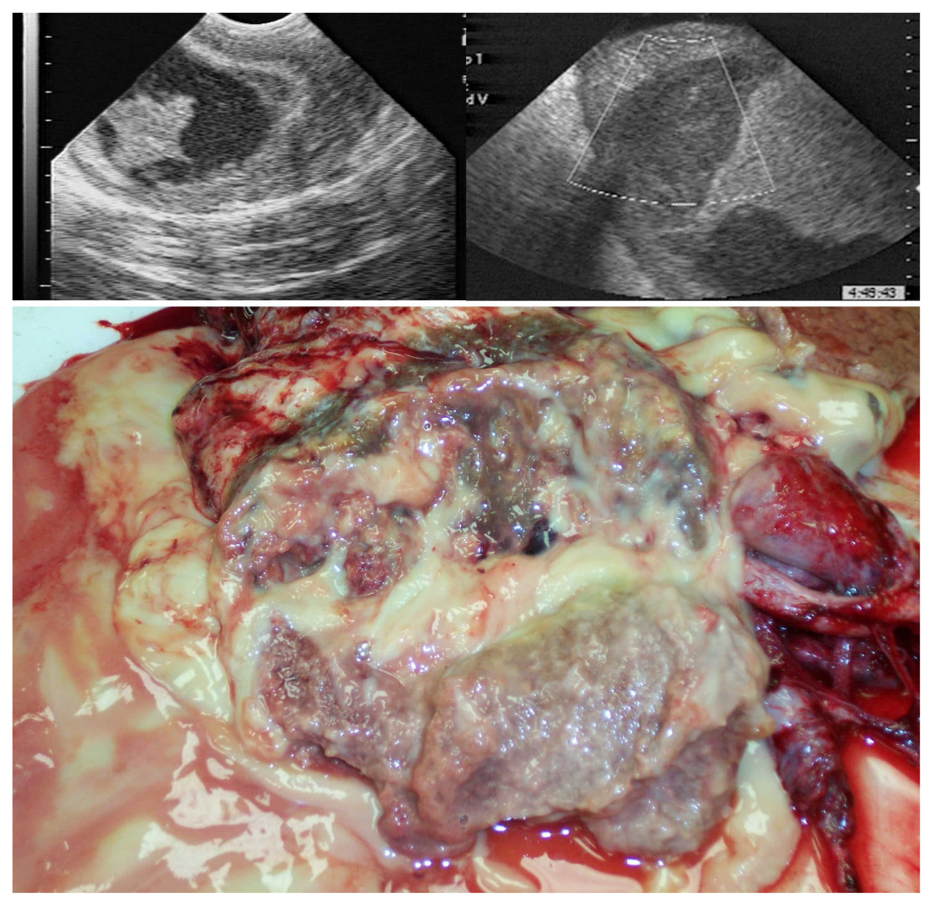 Vetsci 11 00243 g020 Vetsci 11 00243 g020