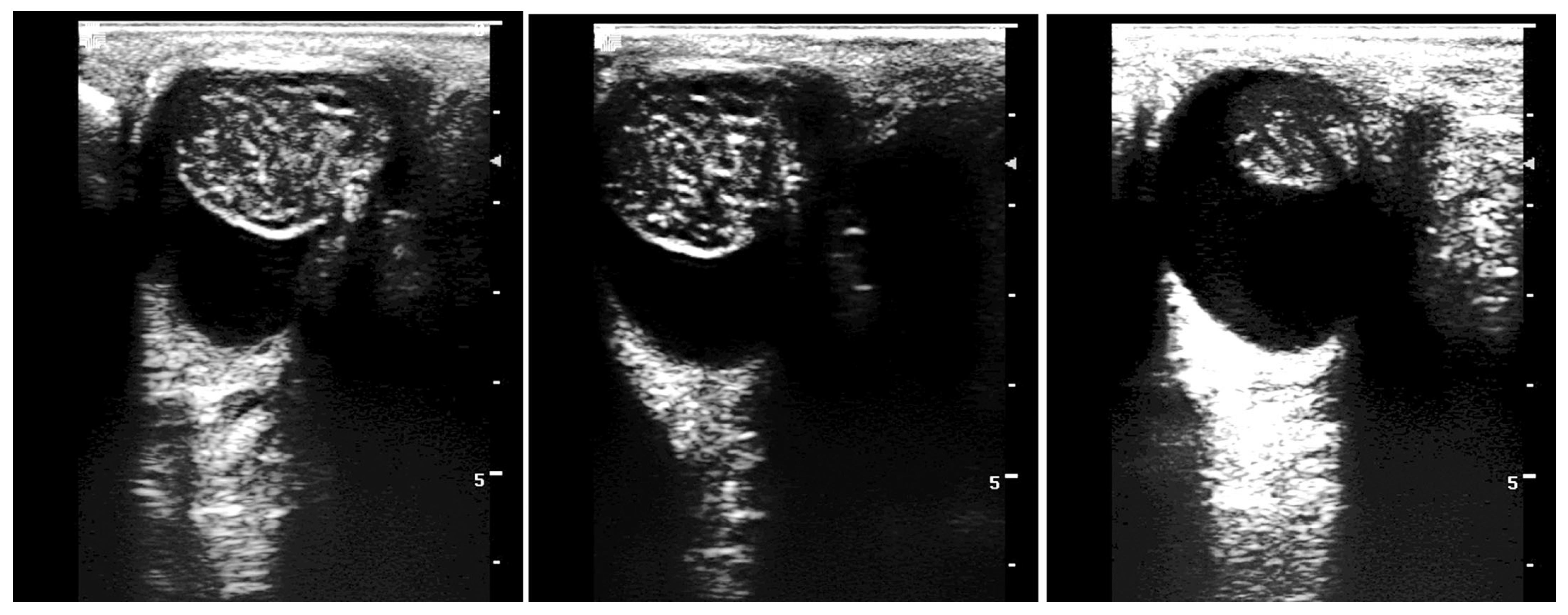 Vetsci 11 00243 g021 Vetsci 11 00243 g021