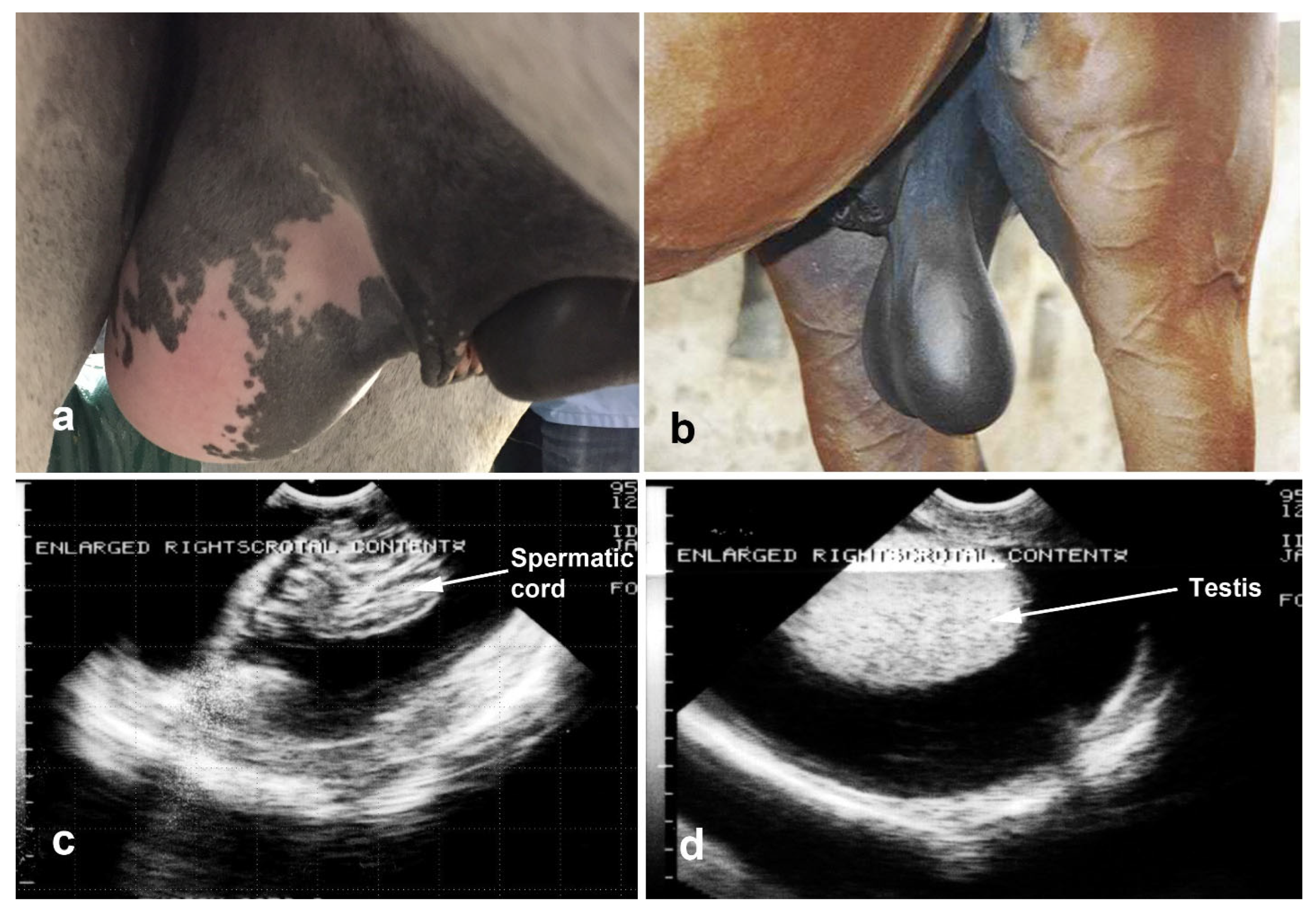 Vetsci 11 00243 g022 Vetsci 11 00243 g022