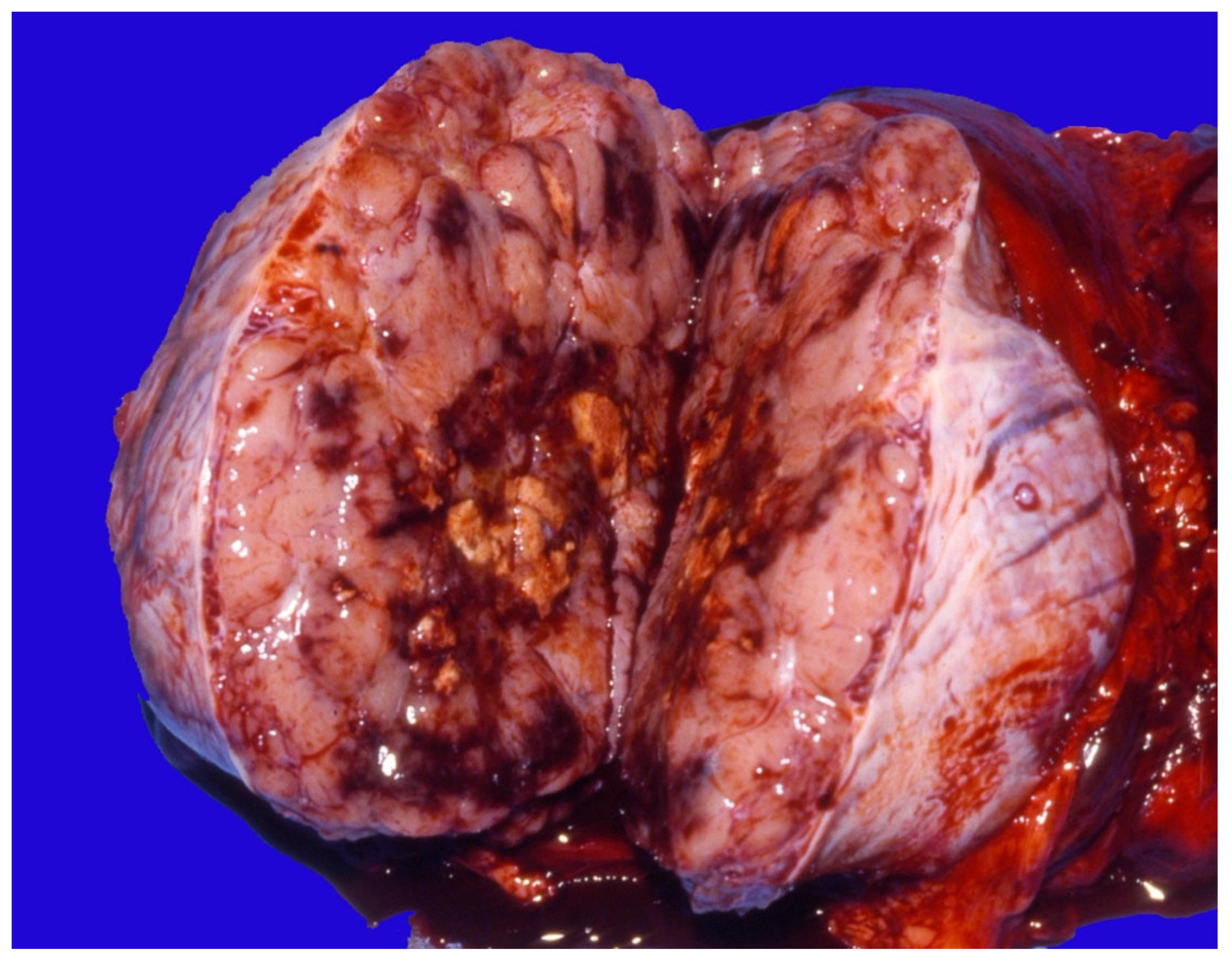 Vetsci 11 00243 g025 Vetsci 11 00243 g025