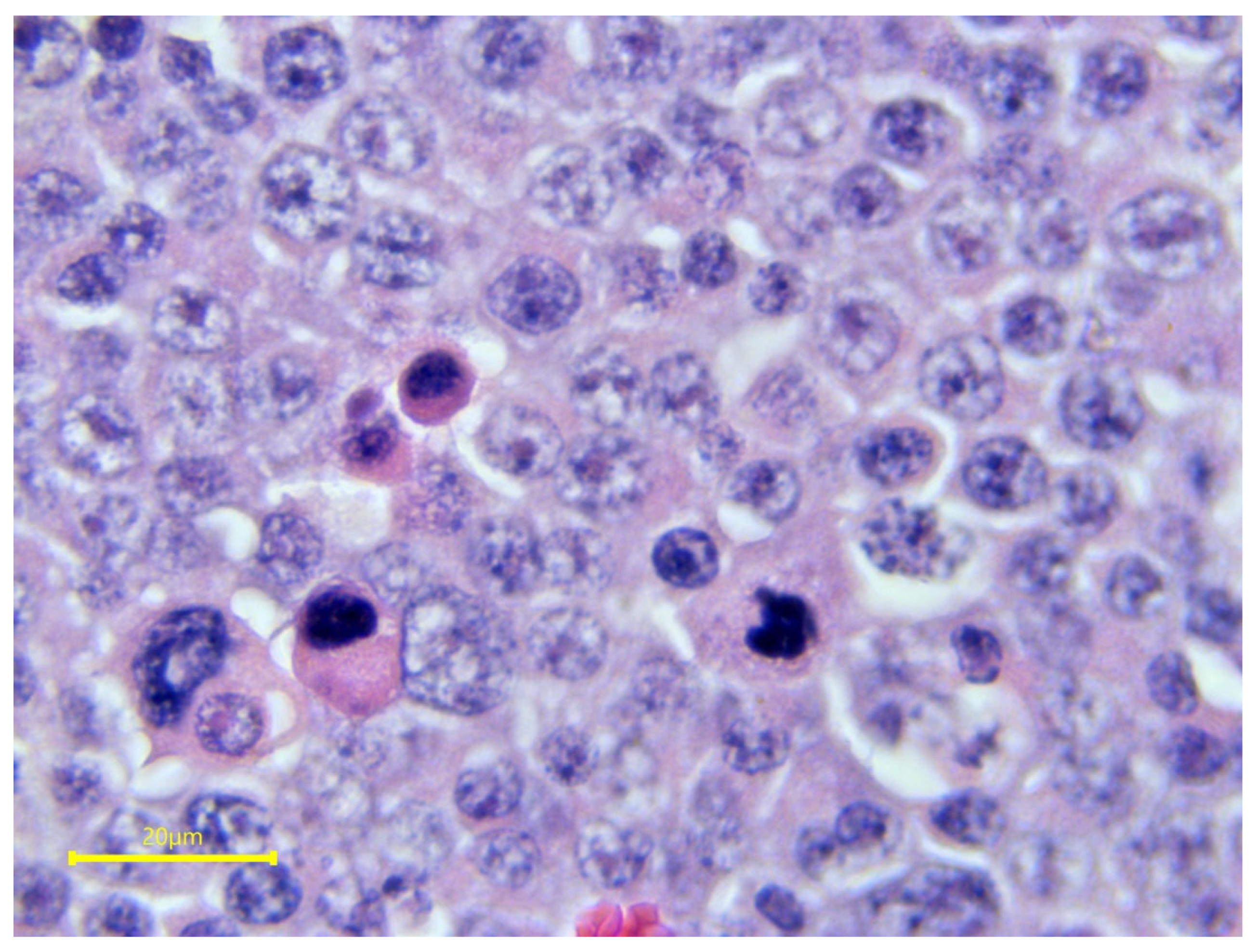 Vetsci 11 00243 g027 Vetsci 11 00243 g027