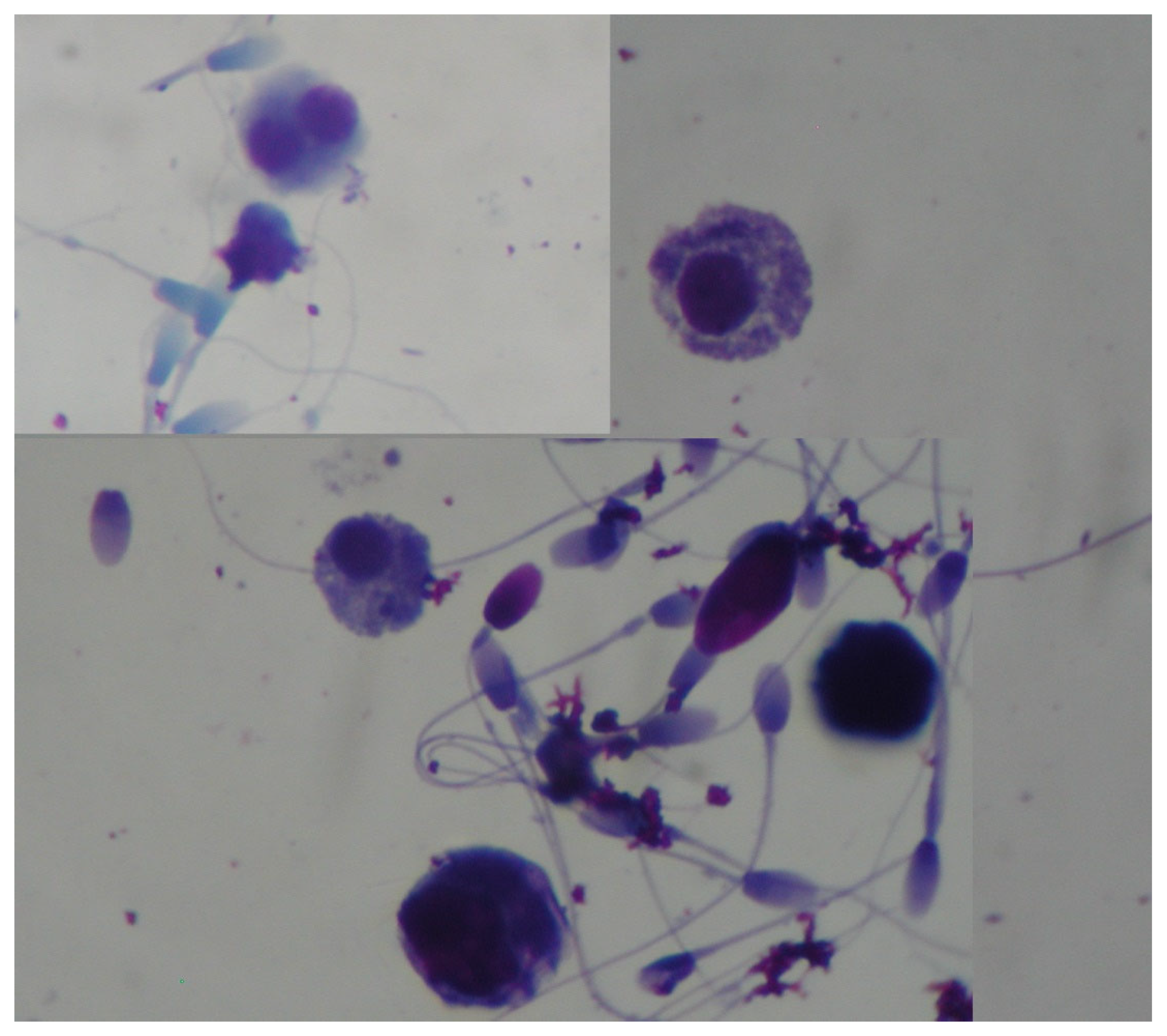 Vetsci 11 00243 g029 Vetsci 11 00243 g029