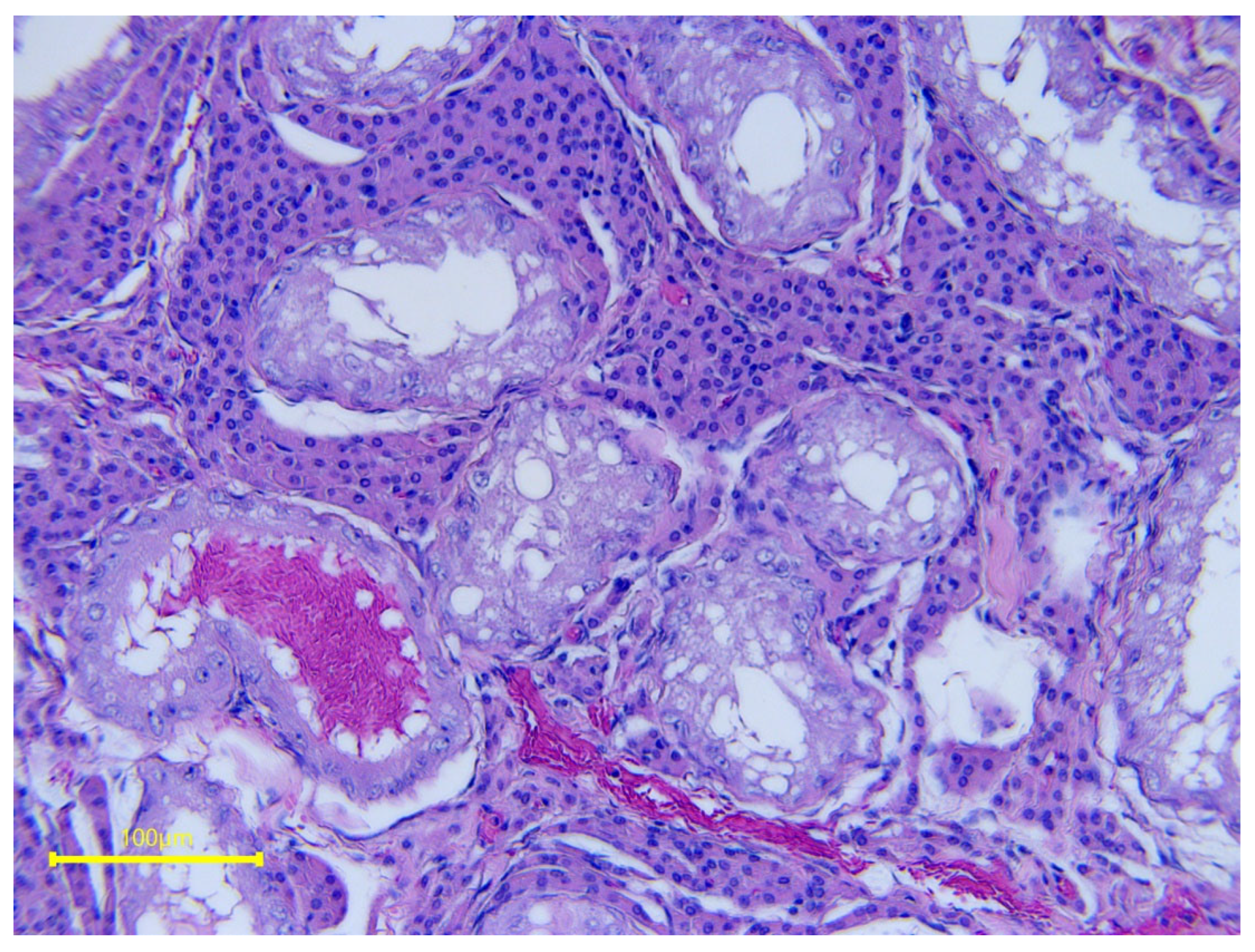 Vetsci 11 00243 g030 Vetsci 11 00243 g030