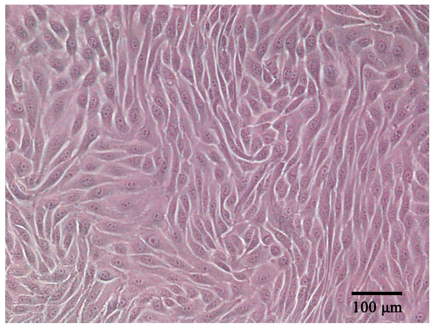 Vetsci 11 00260 g001