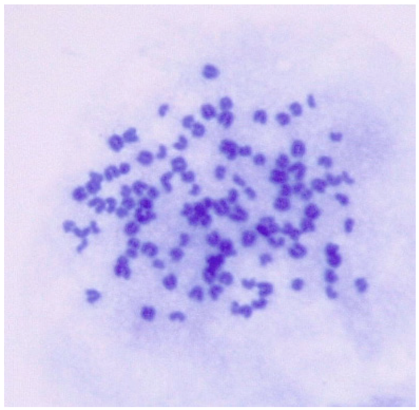 Vetsci 11 00260 g004