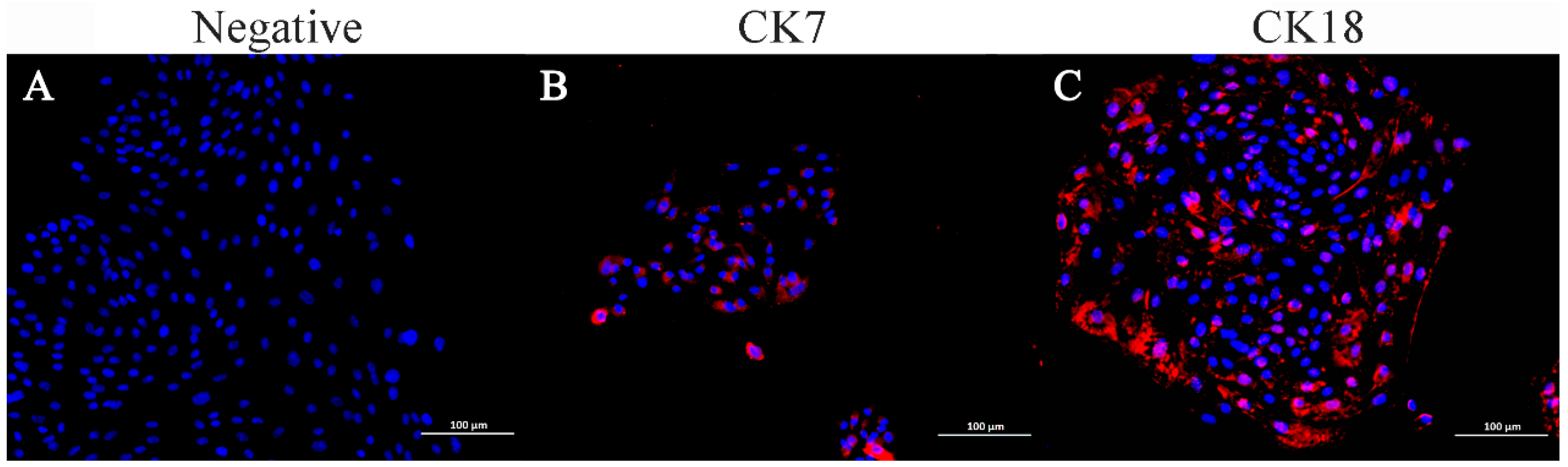 Vetsci 11 00260 g005