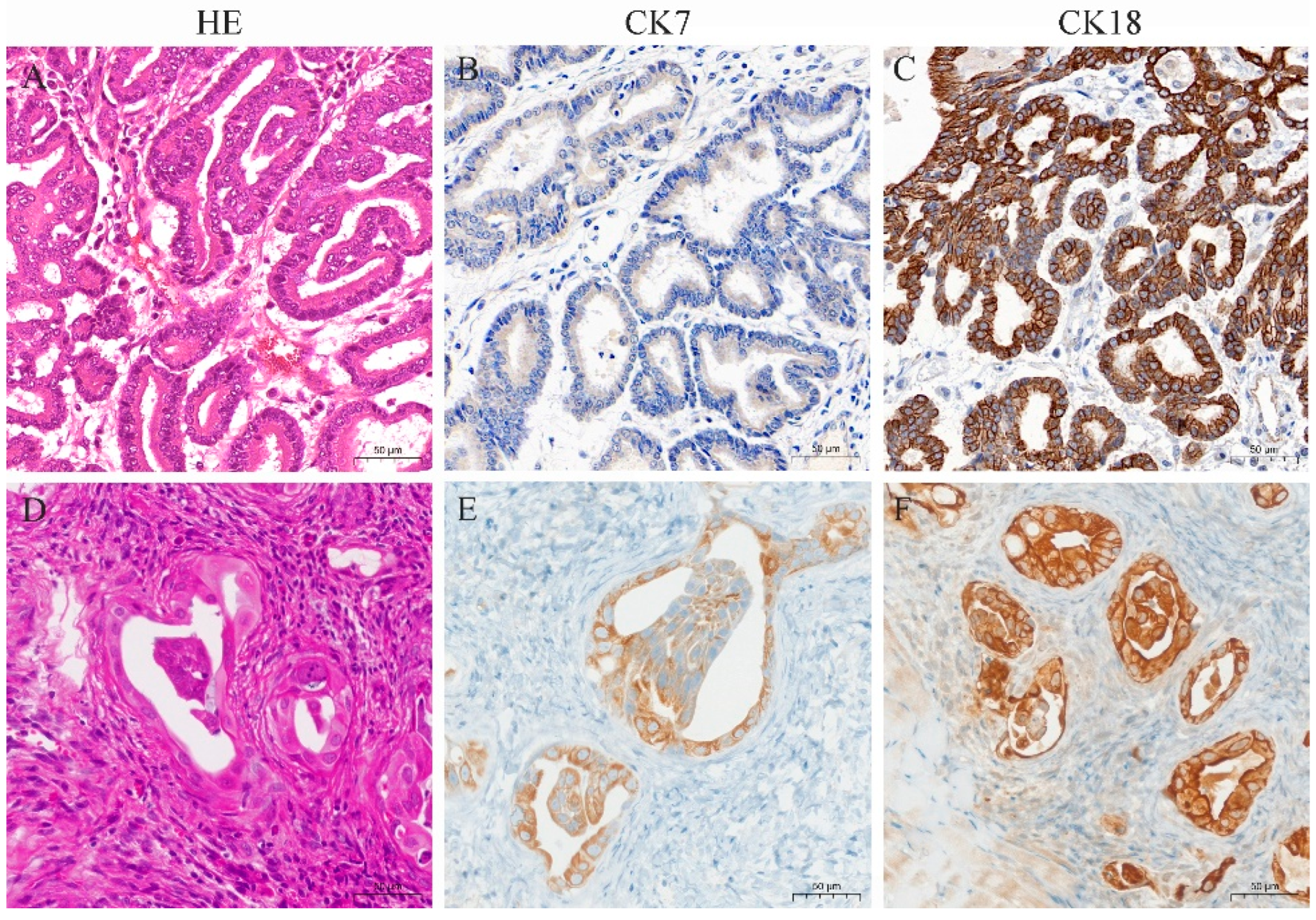 Vetsci 11 00260 g006
