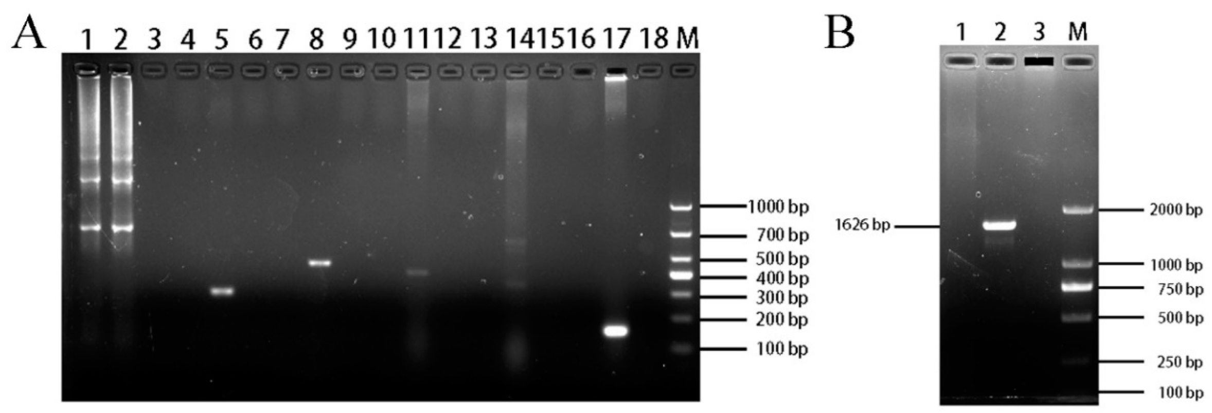 Vetsci 11 00260 g007