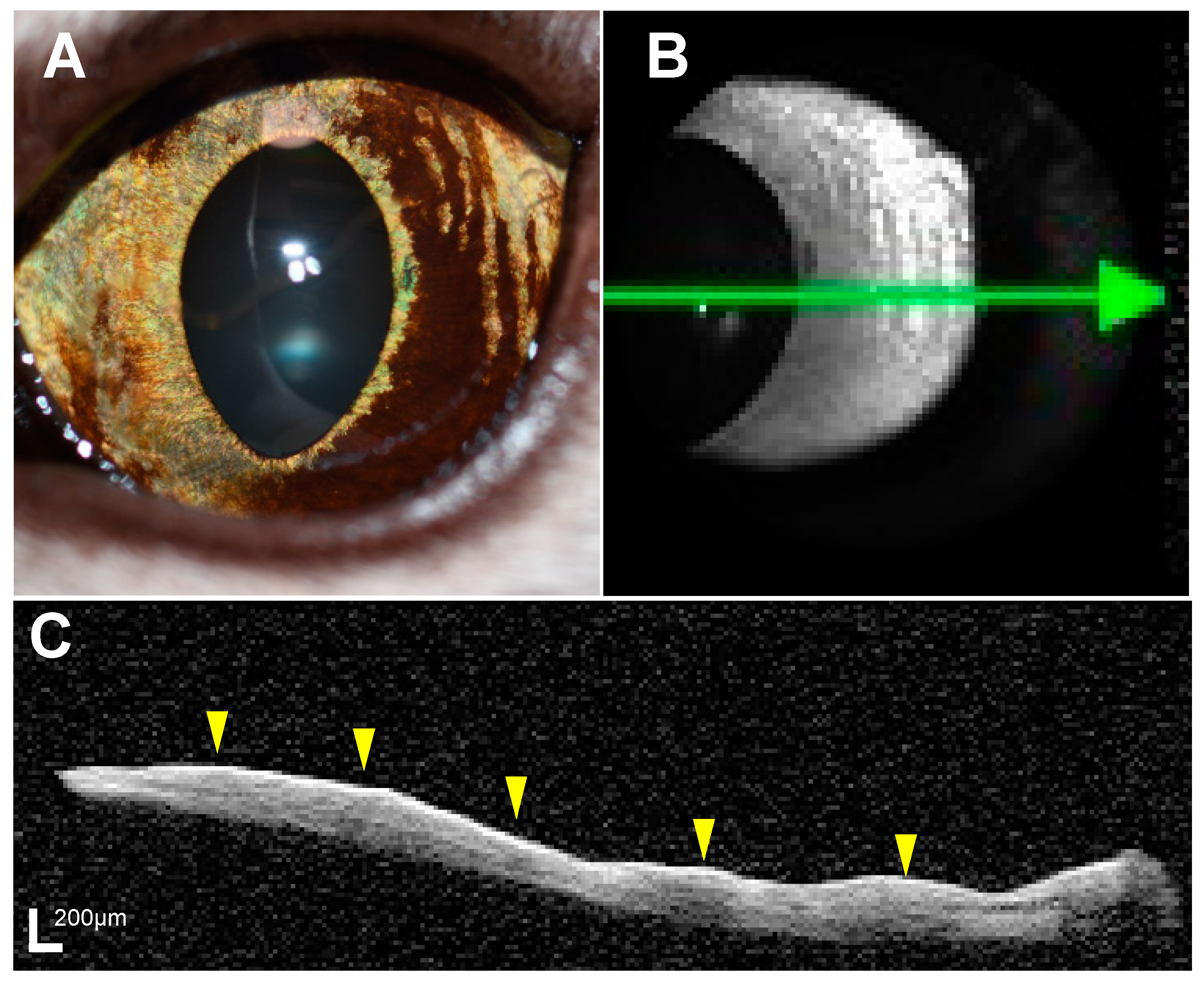 Vetsci 11 00261 g001