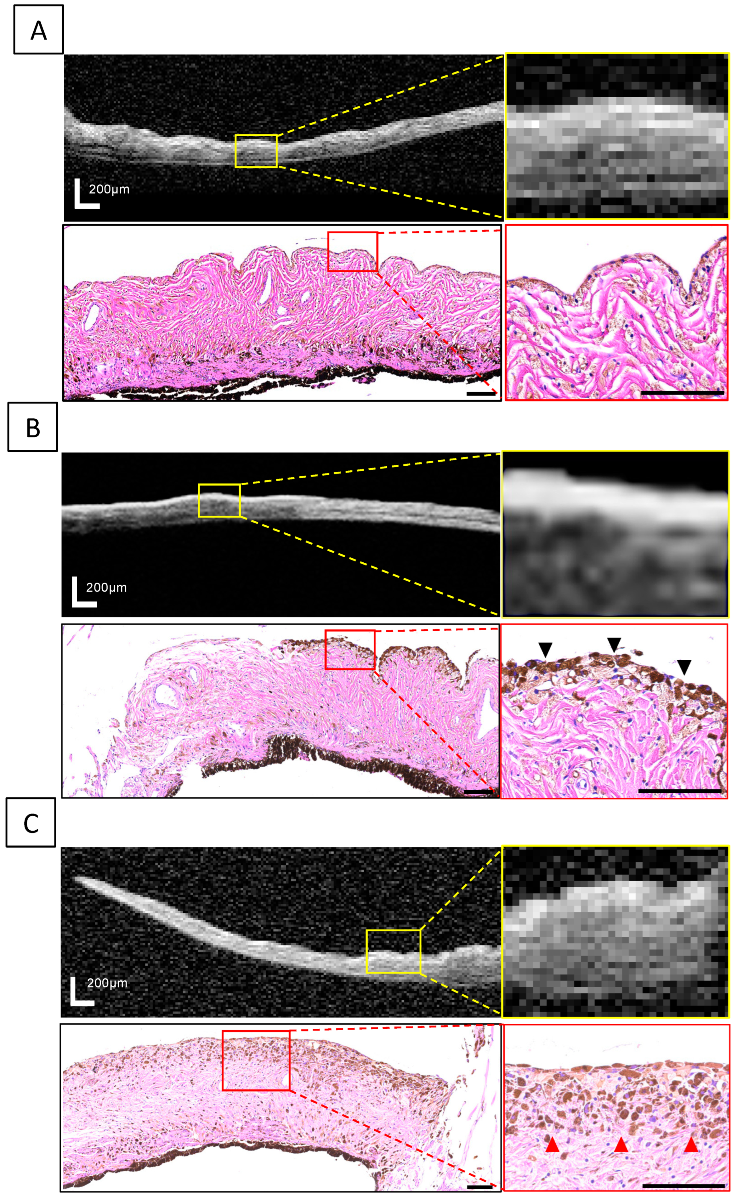 Vetsci 11 00261 g004