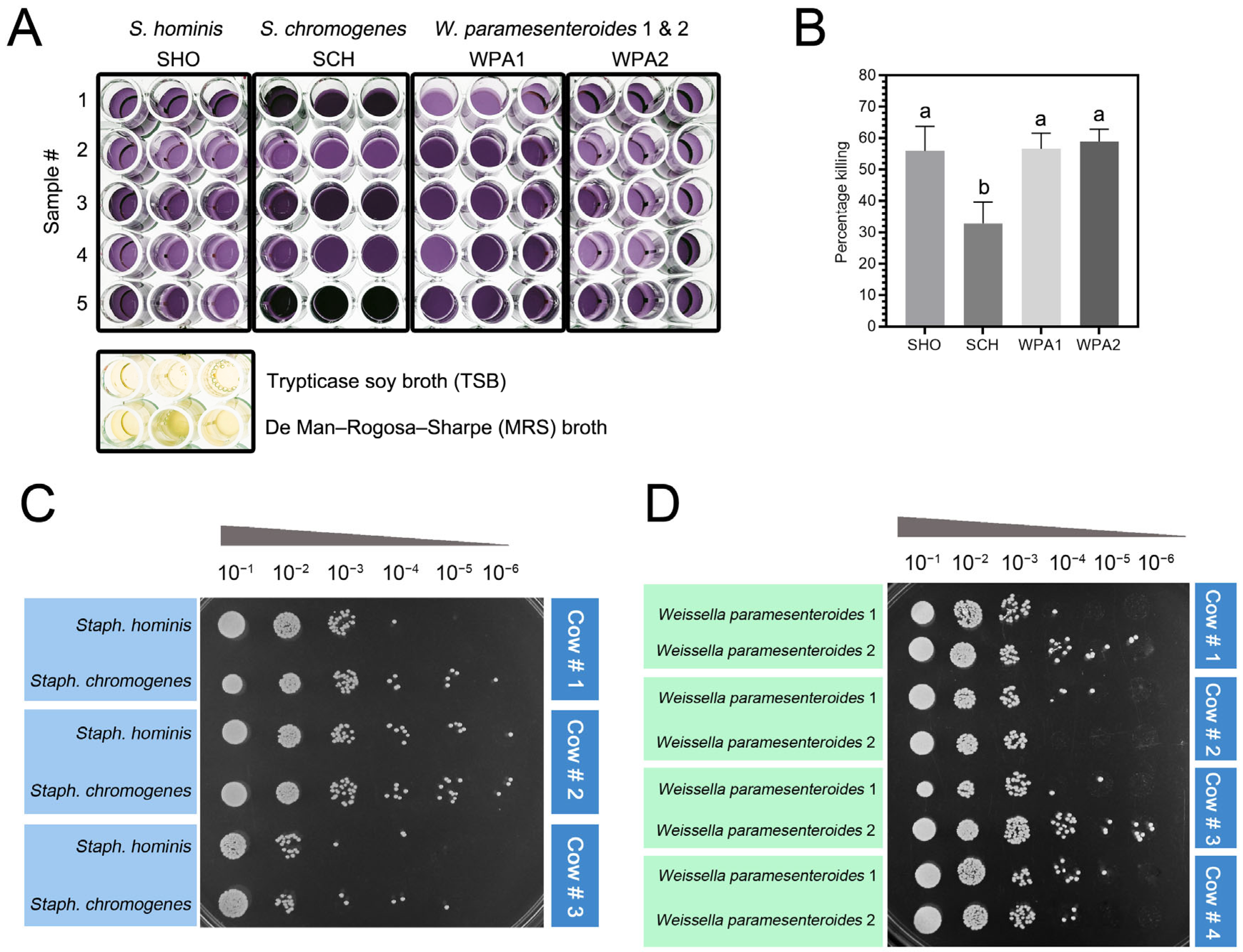 Vetsci 11 00262 g004