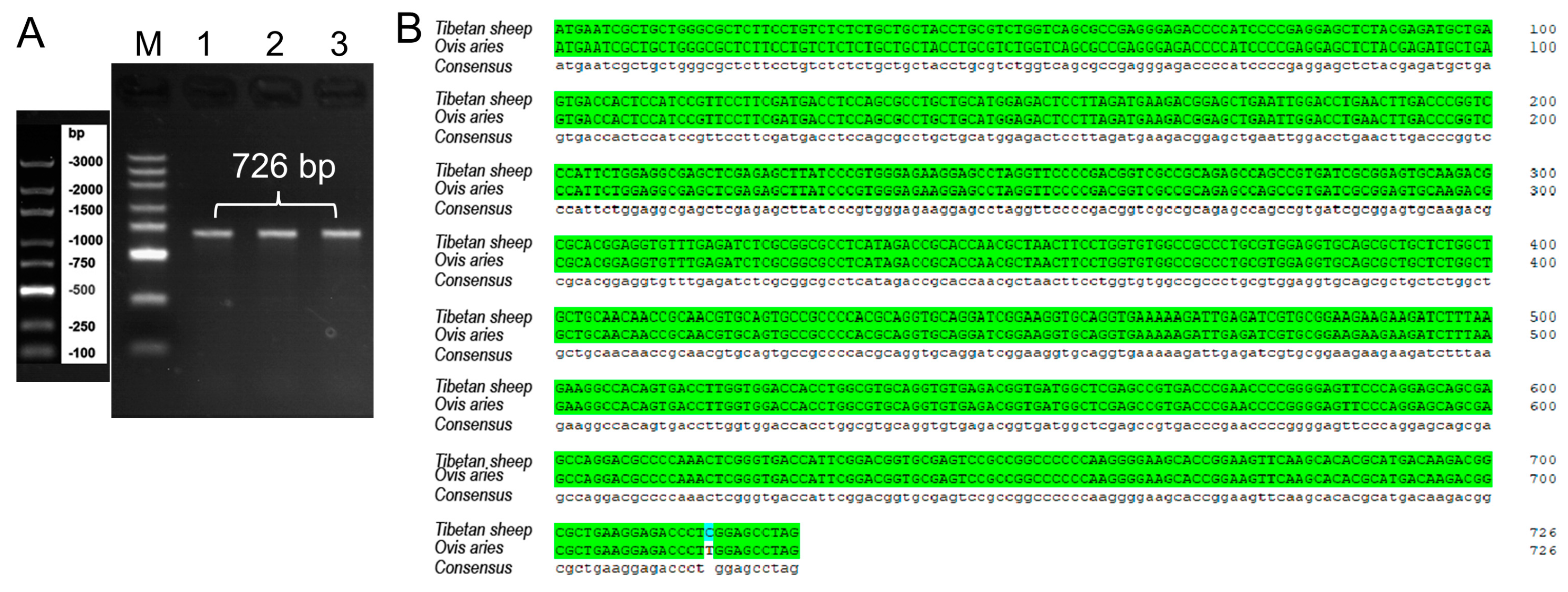 Vetsci 11 00266 g001