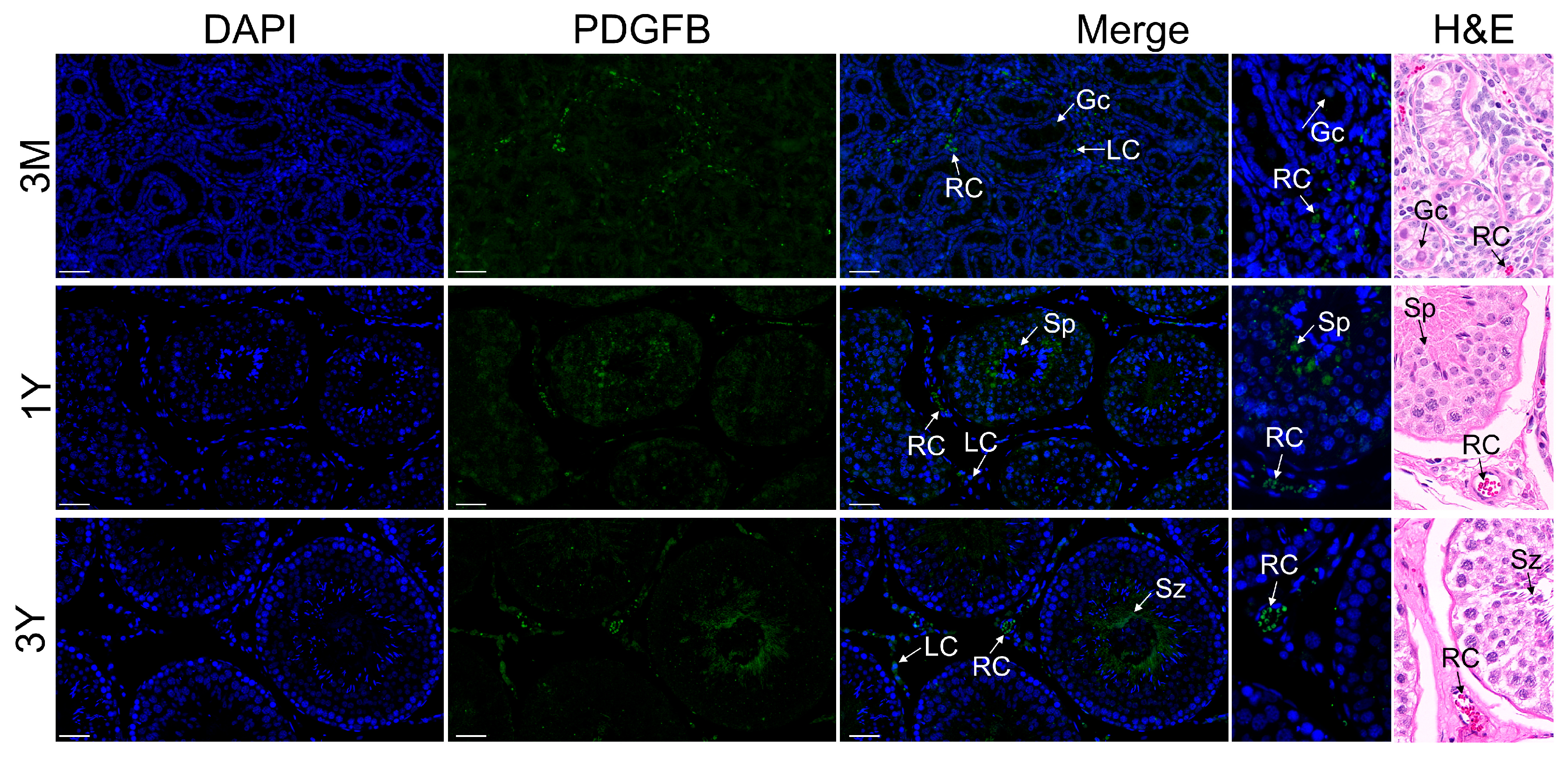 Vetsci 11 00266 g007
