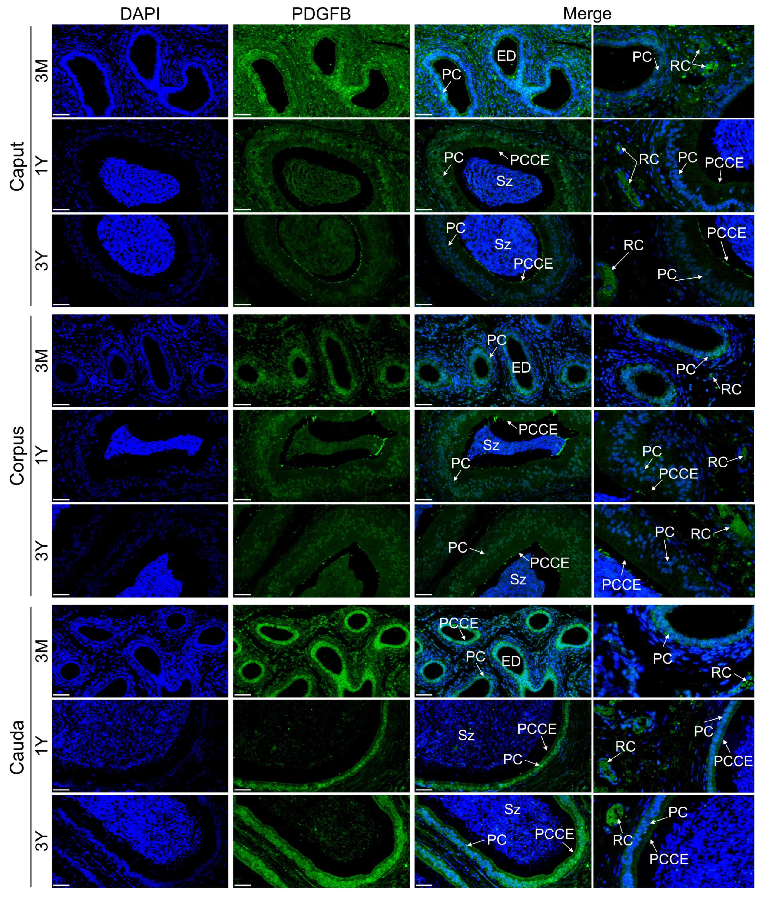 Vetsci 11 00266 g008