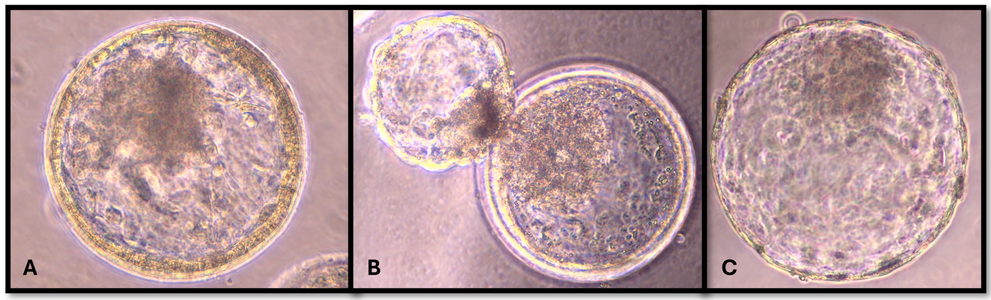 Vetsci 11 00267 g001