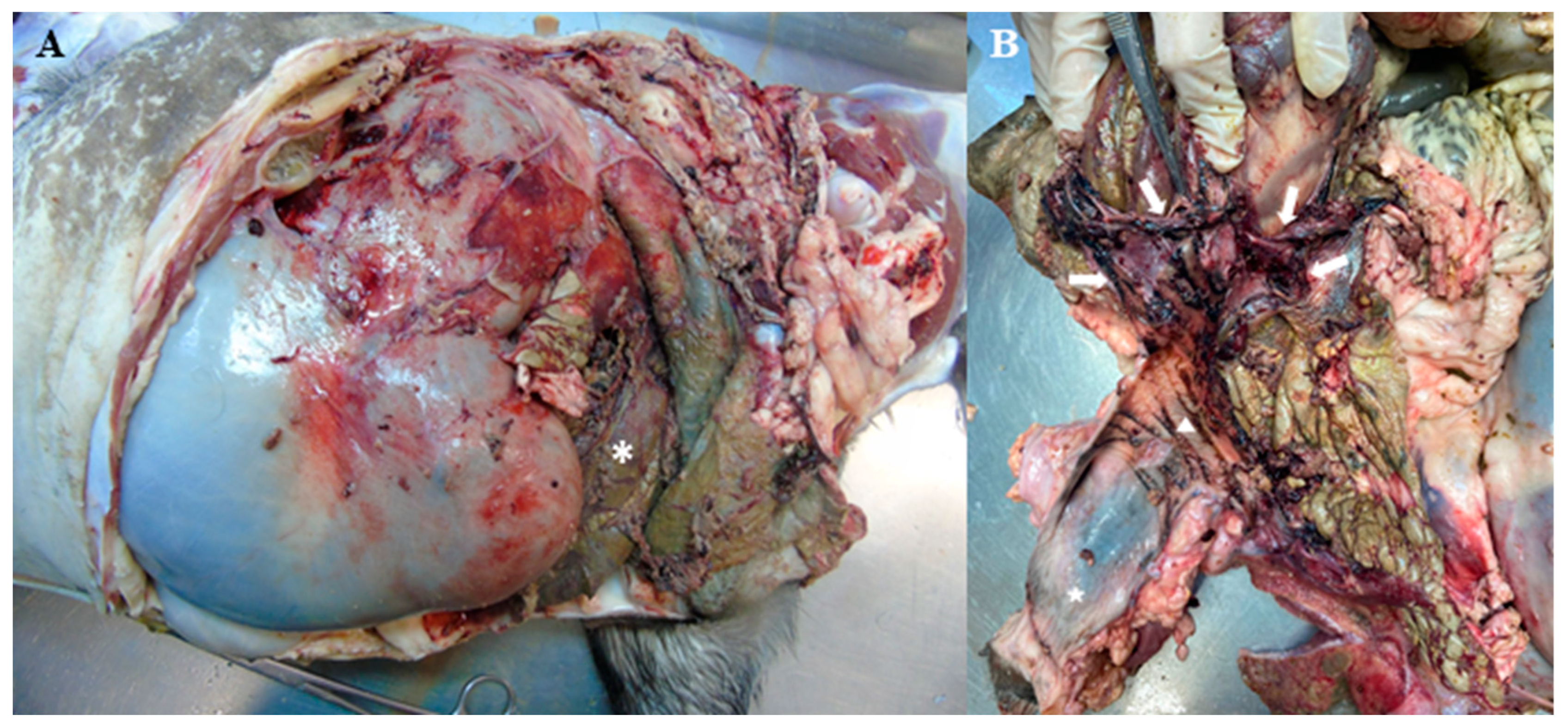 Vetsci 11 00268 g001