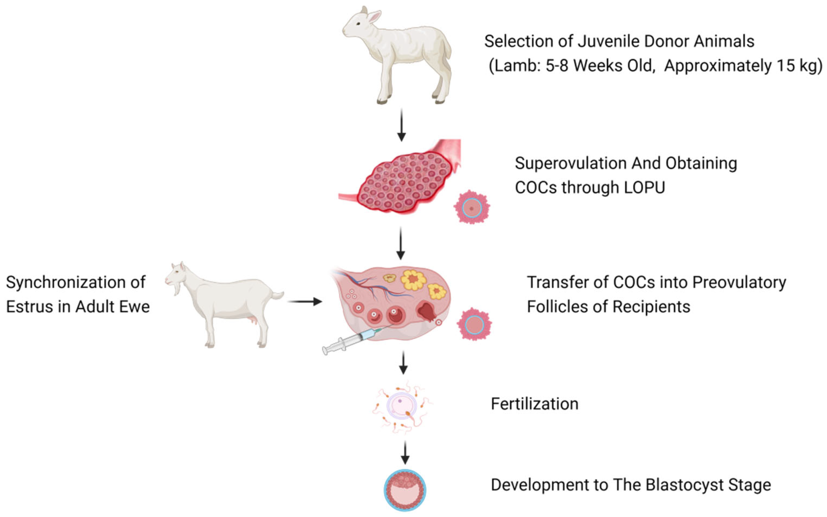 Vetsci 11 00276 g001