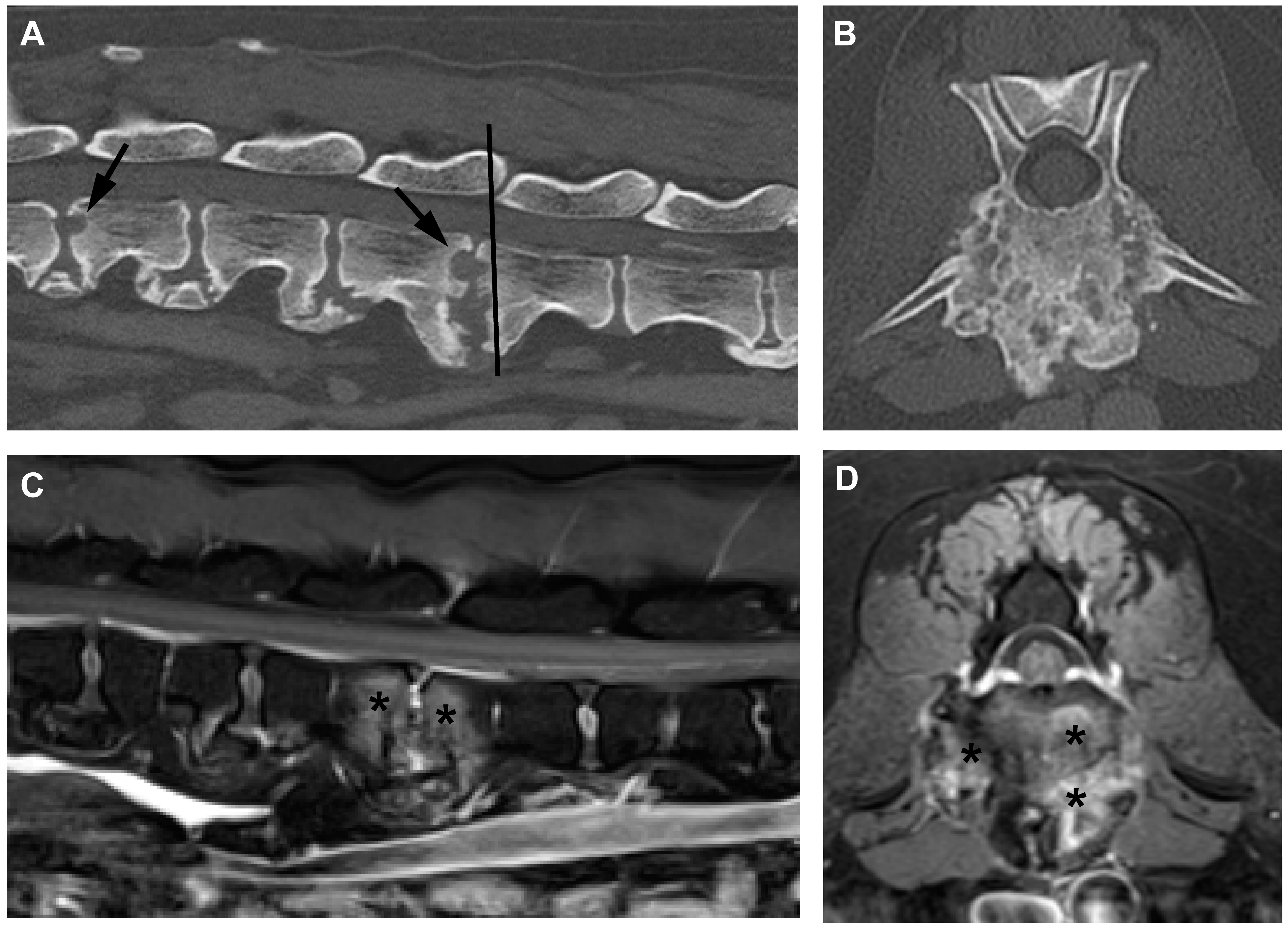 Vetsci 11 00279 g002