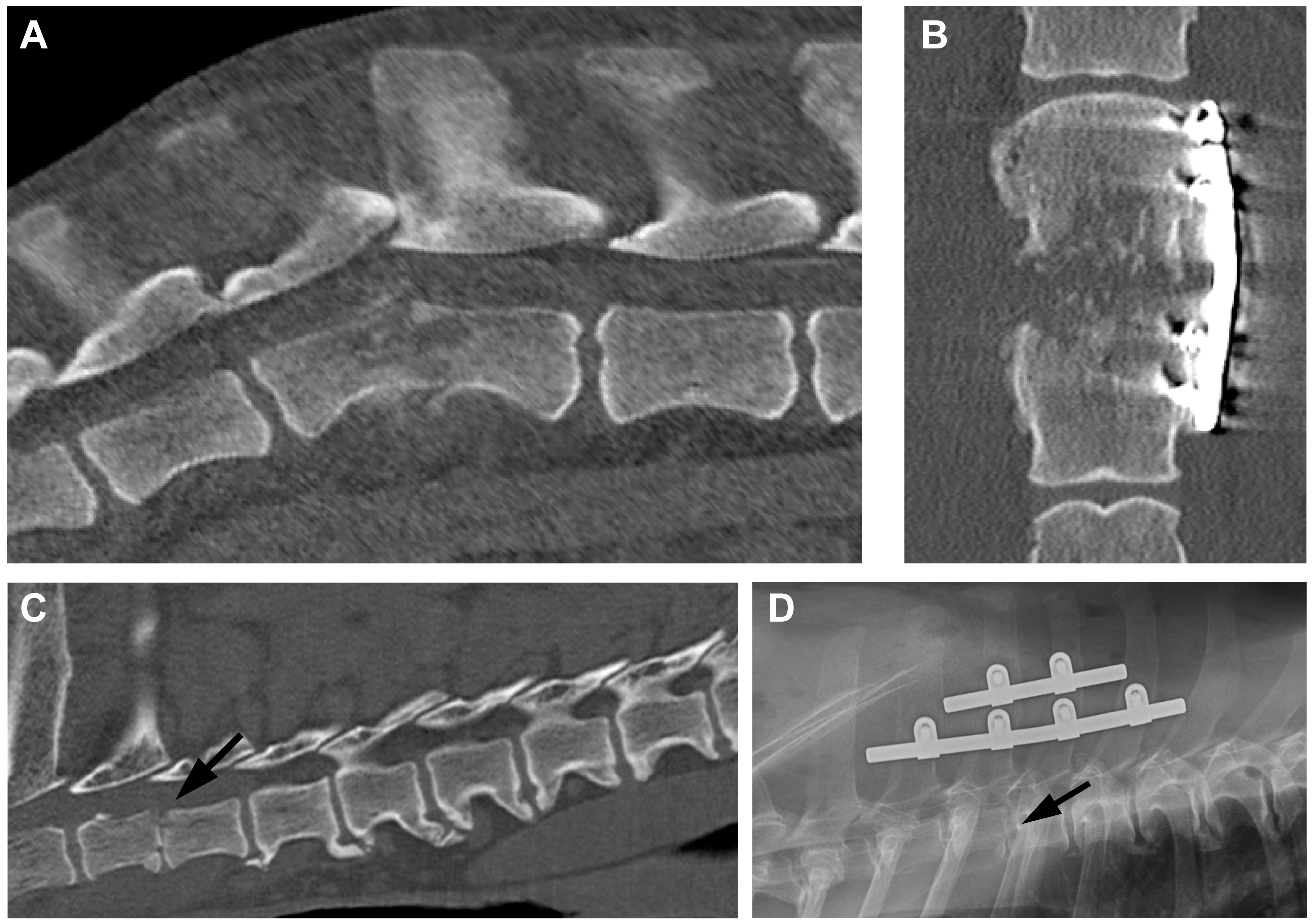 Vetsci 11 00279 g003