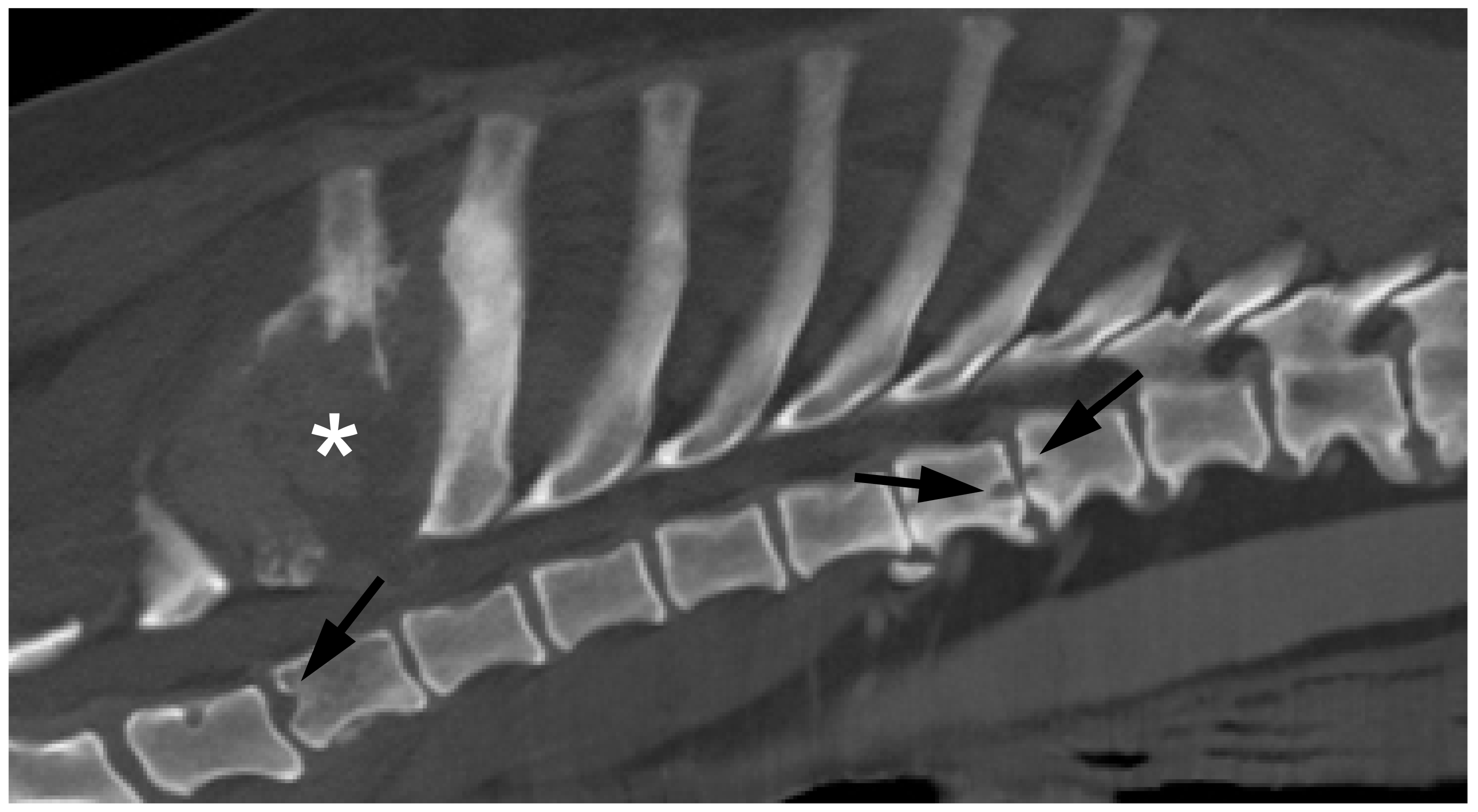 Vetsci 11 00279 g004