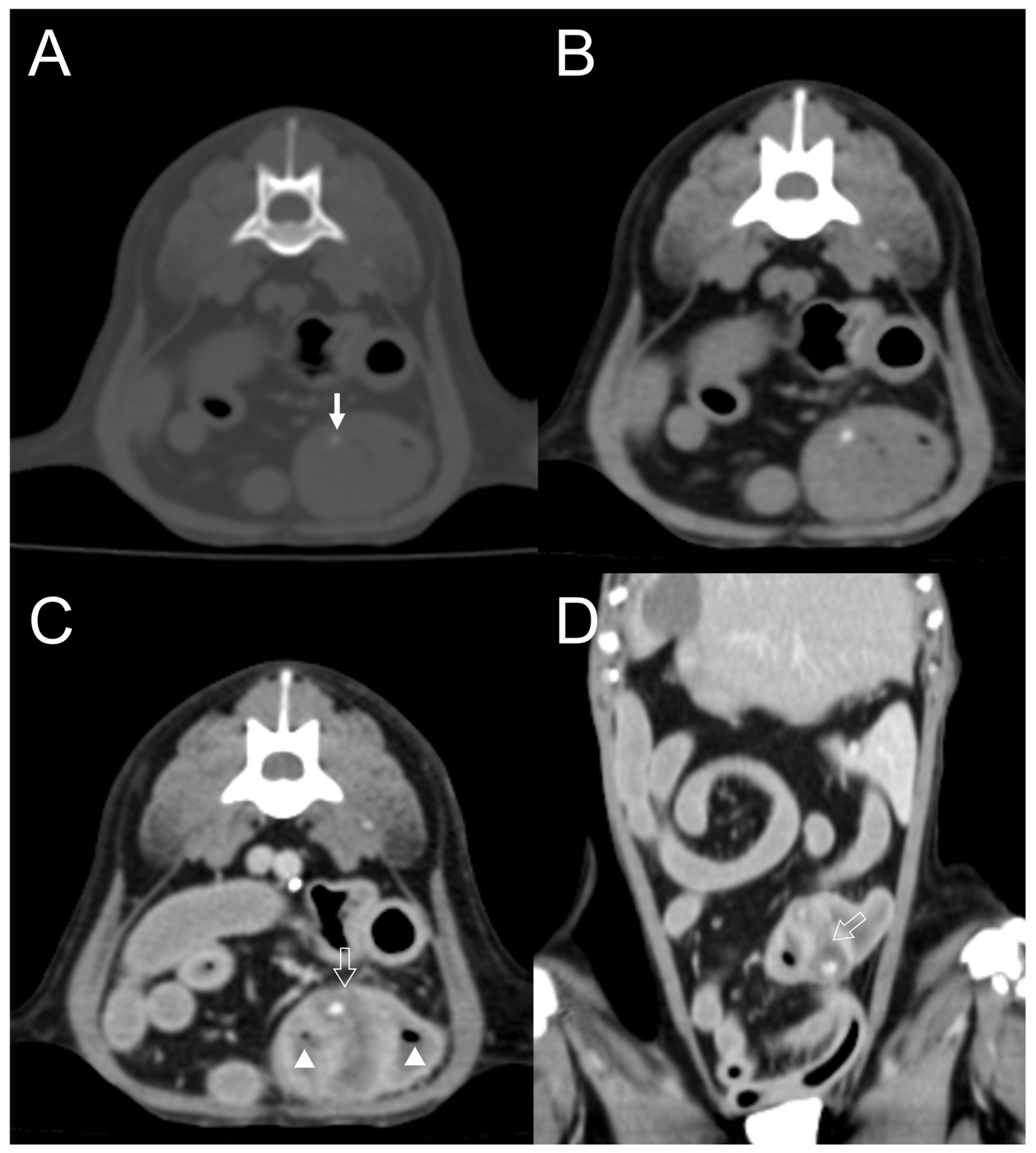 Vetsci 11 00282 g007