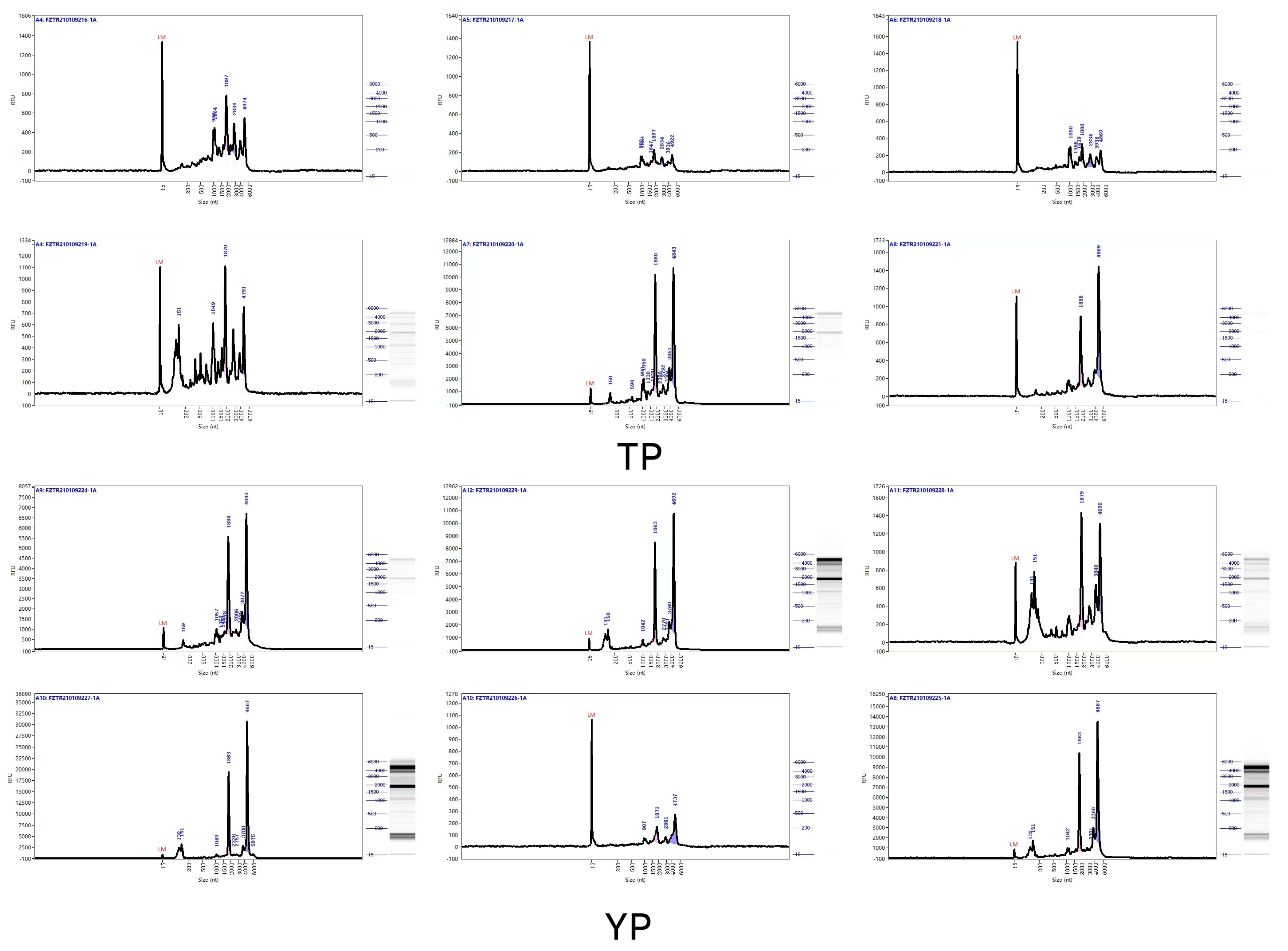Vetsci 11 00283 g001