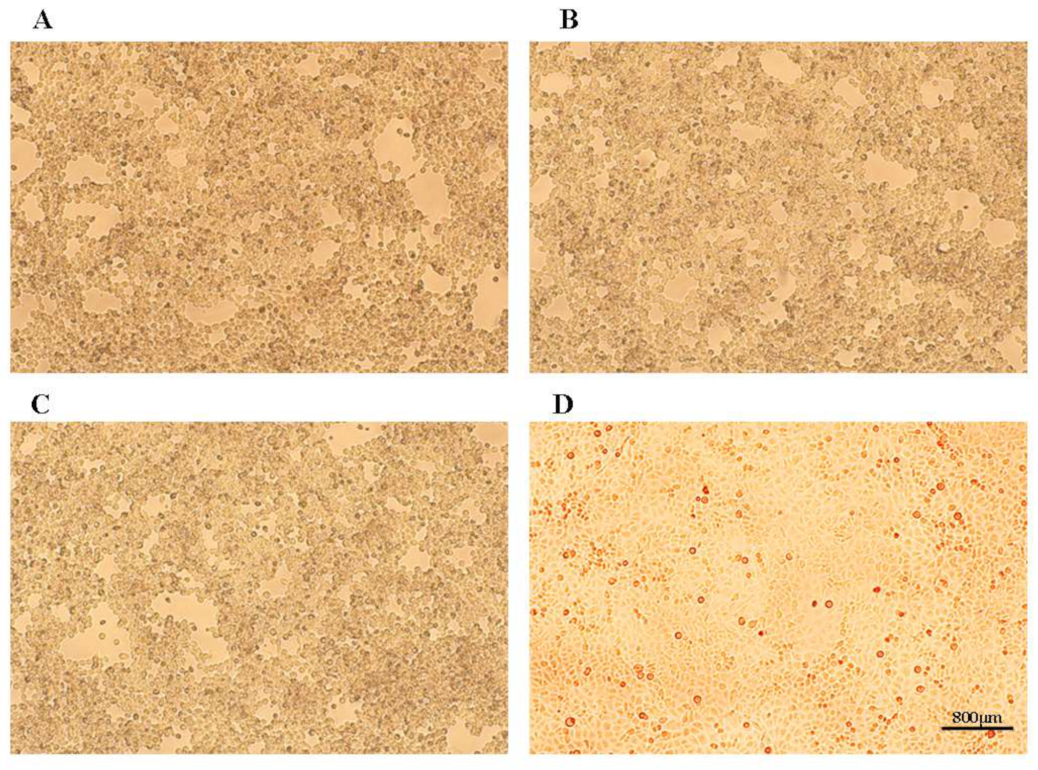 Vetsci 11 00285 g001