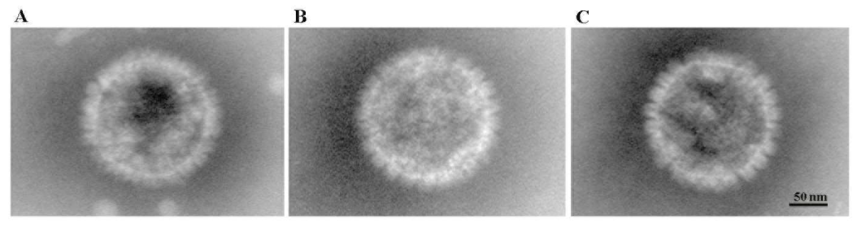 Vetsci 11 00285 g004