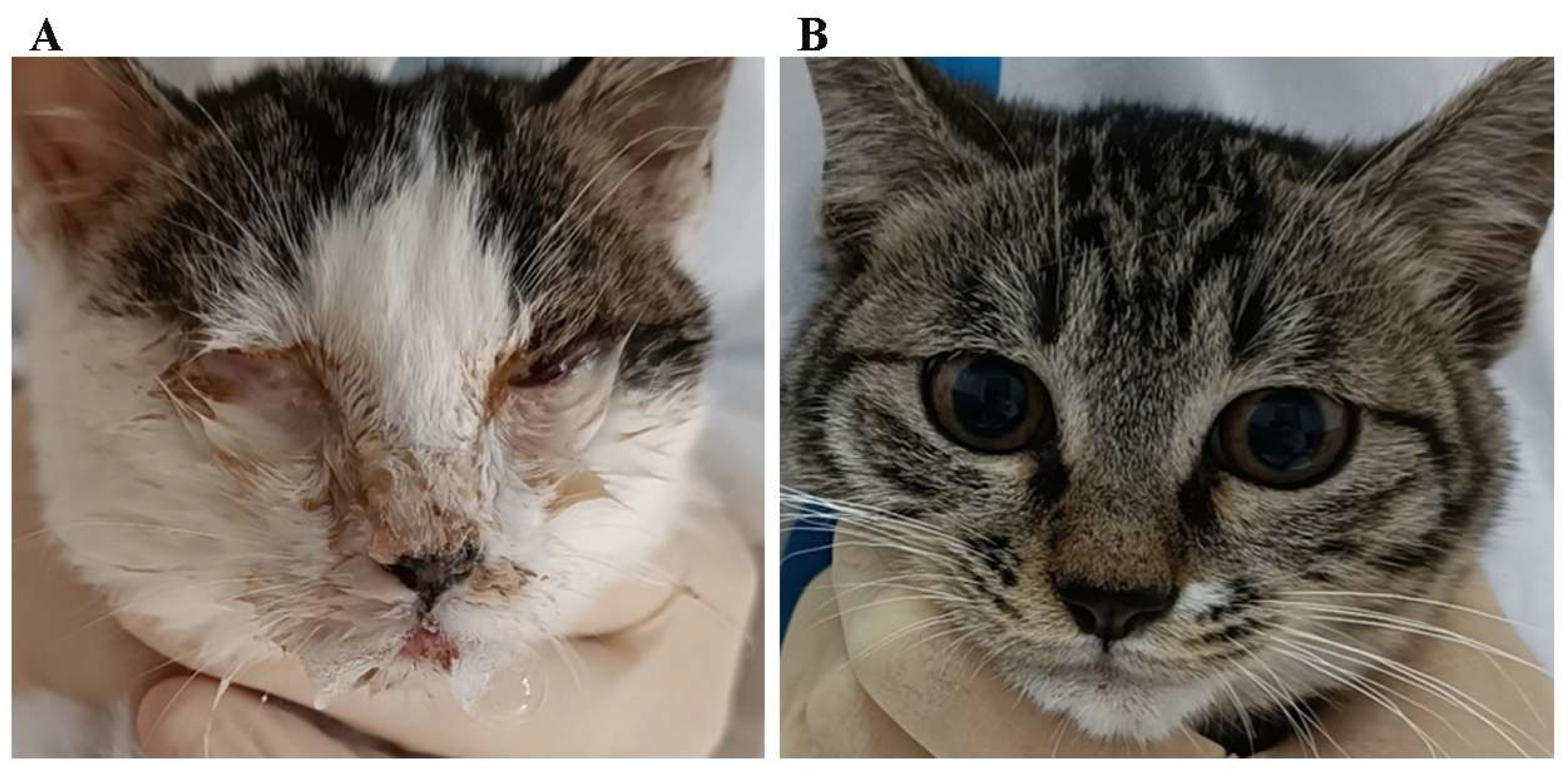 Vetsci 11 00285 g008