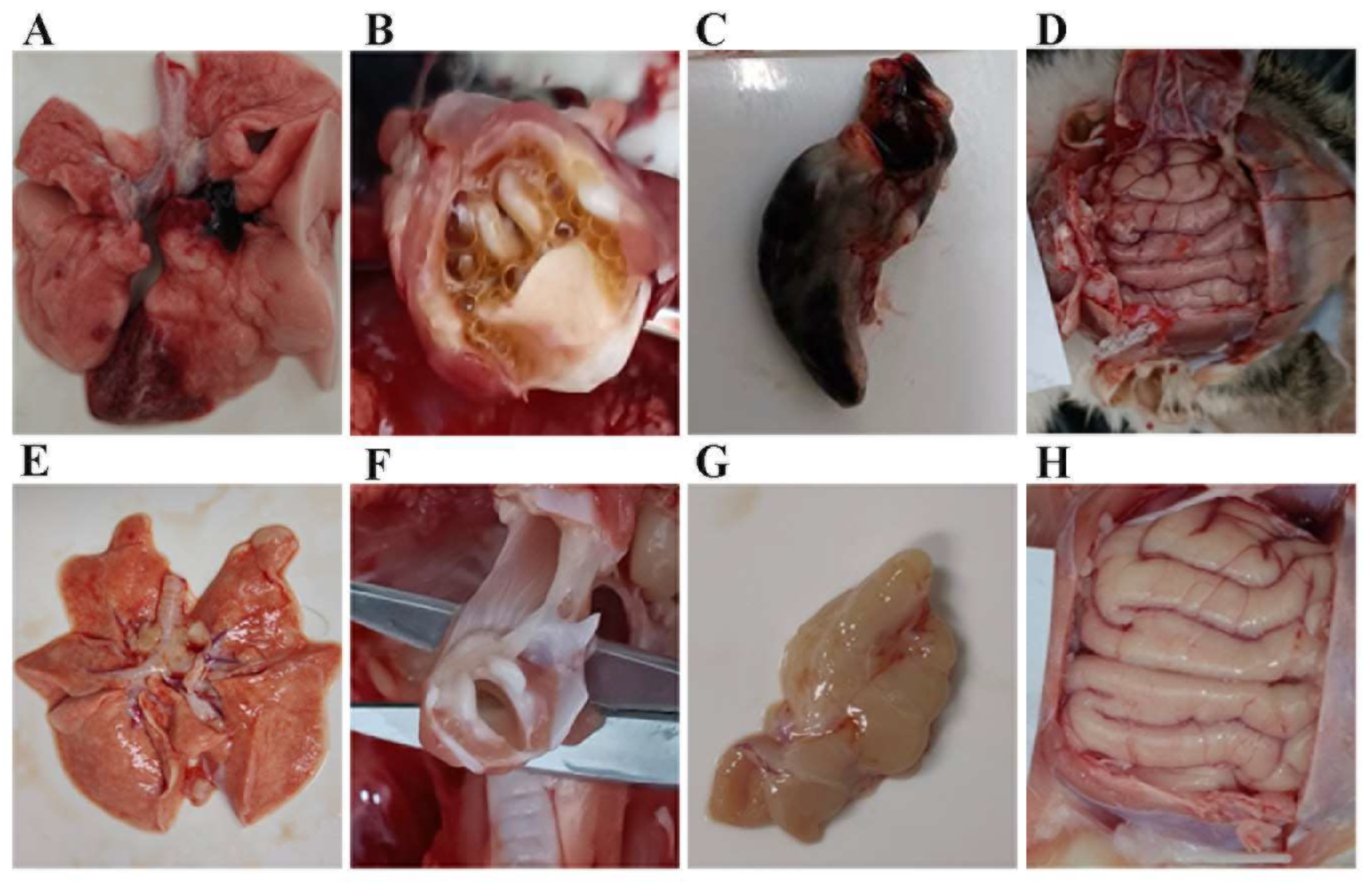 Vetsci 11 00285 g010