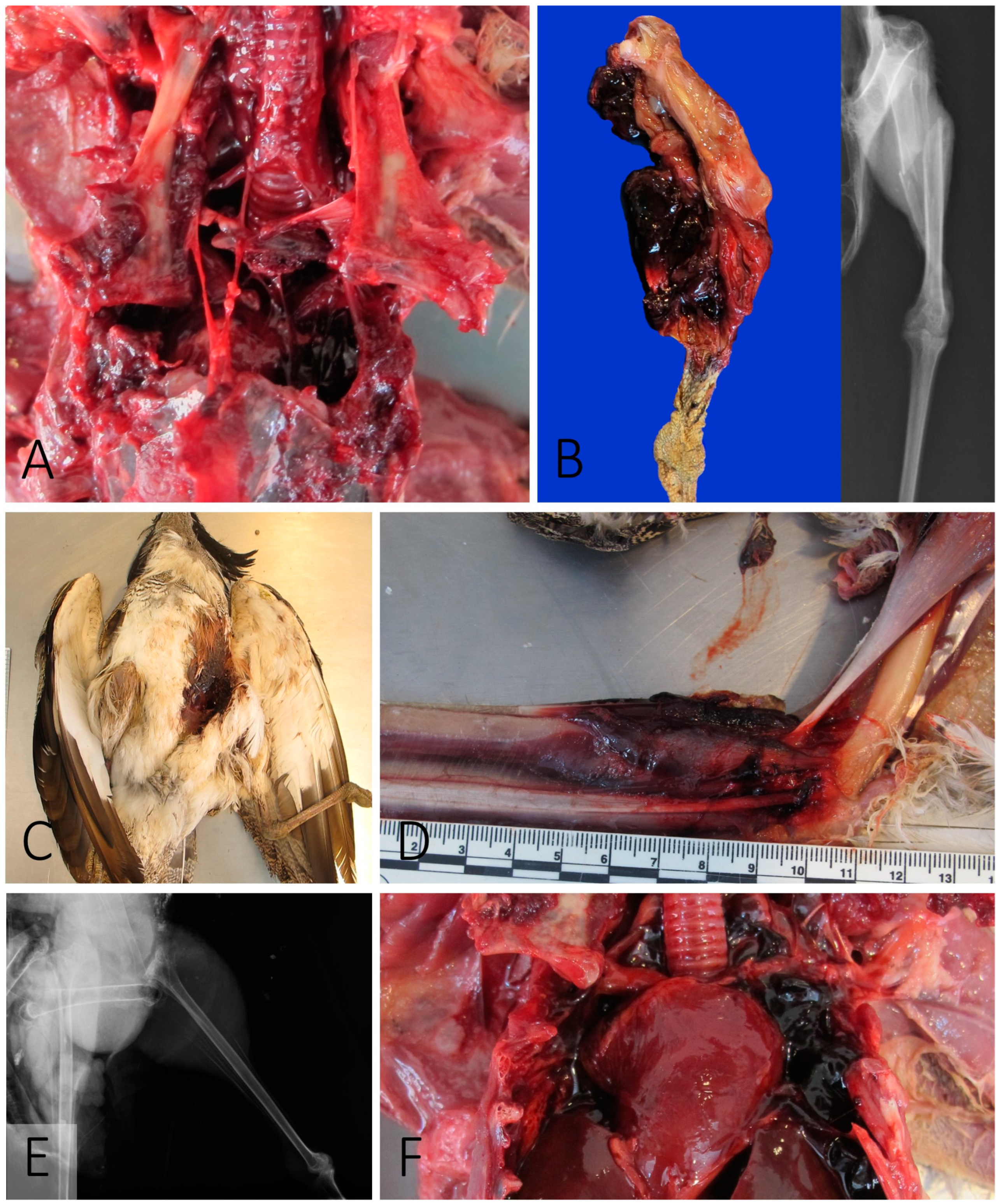 Vetsci 11 00287 g001